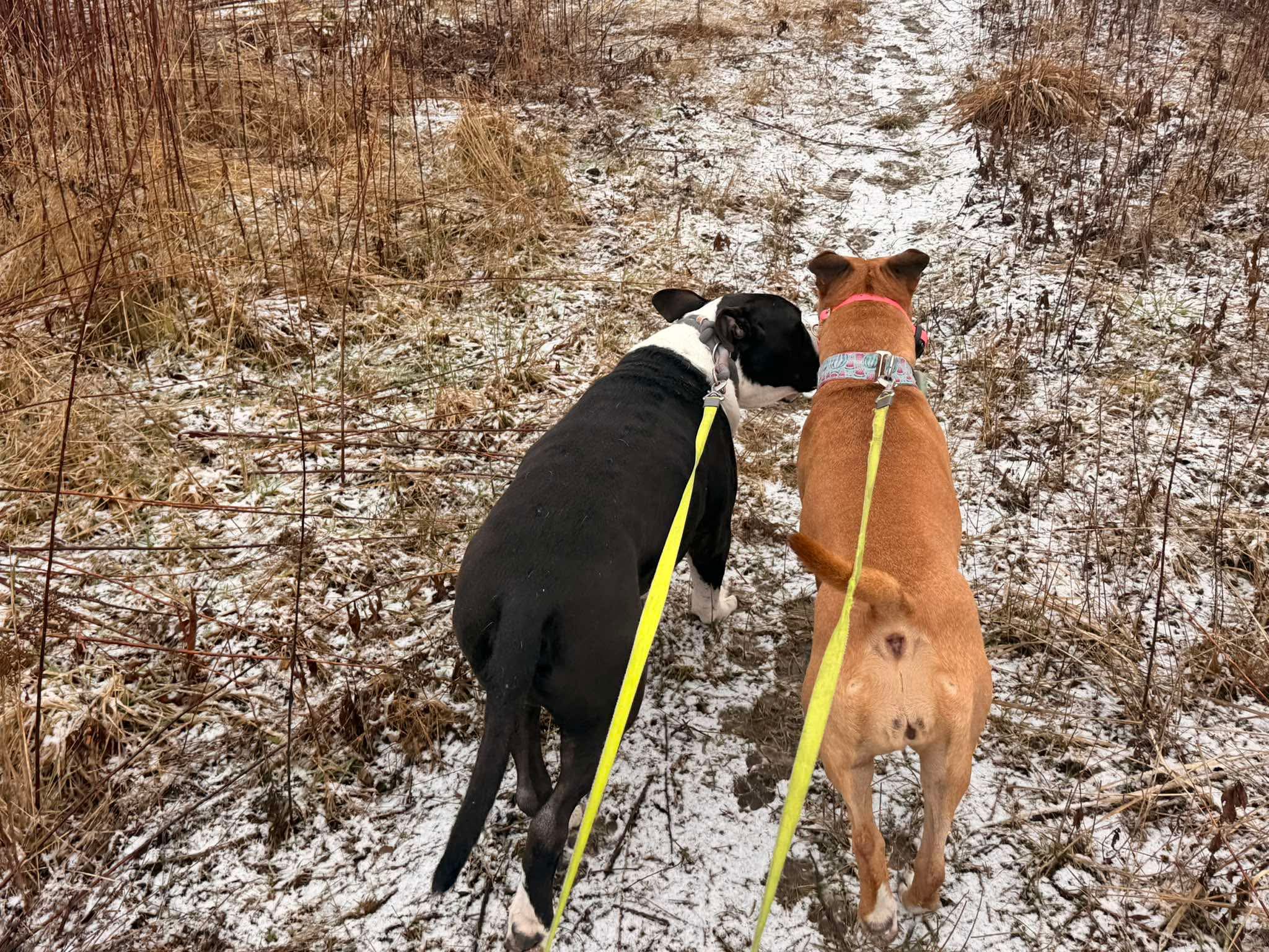 Szkolenia psów Częstochowa Piesomania