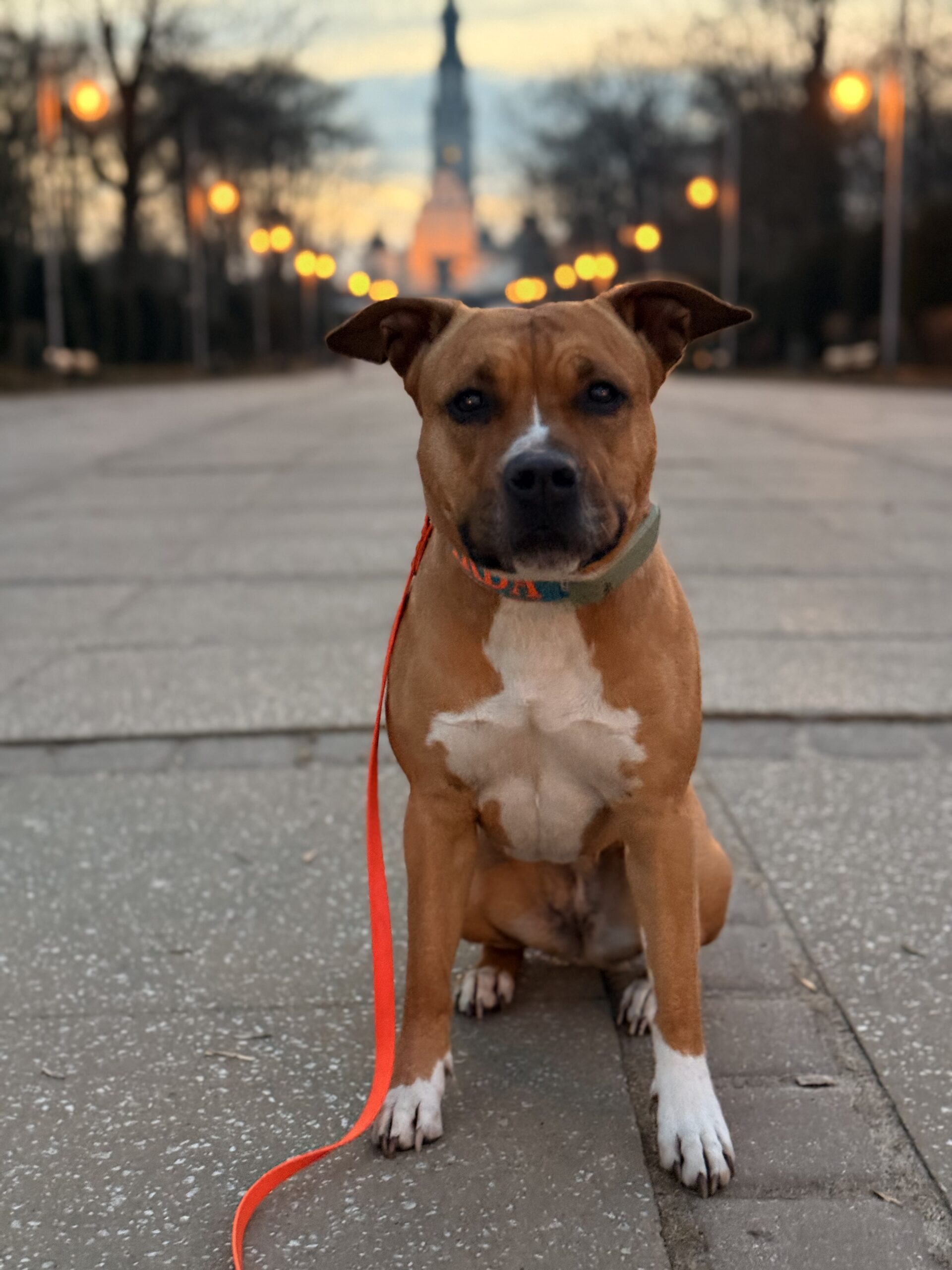 Jak oduczyć psa ciągnięcia na smyczy – 5 sposobów