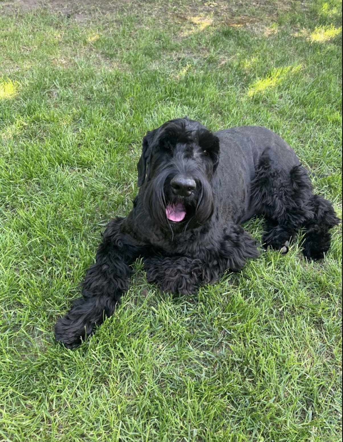 Wafel - hotel dla psów Częstochowa