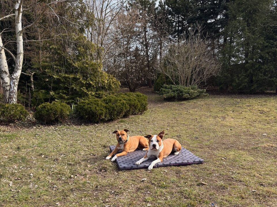 Piesomania - hotel pod Częstochową