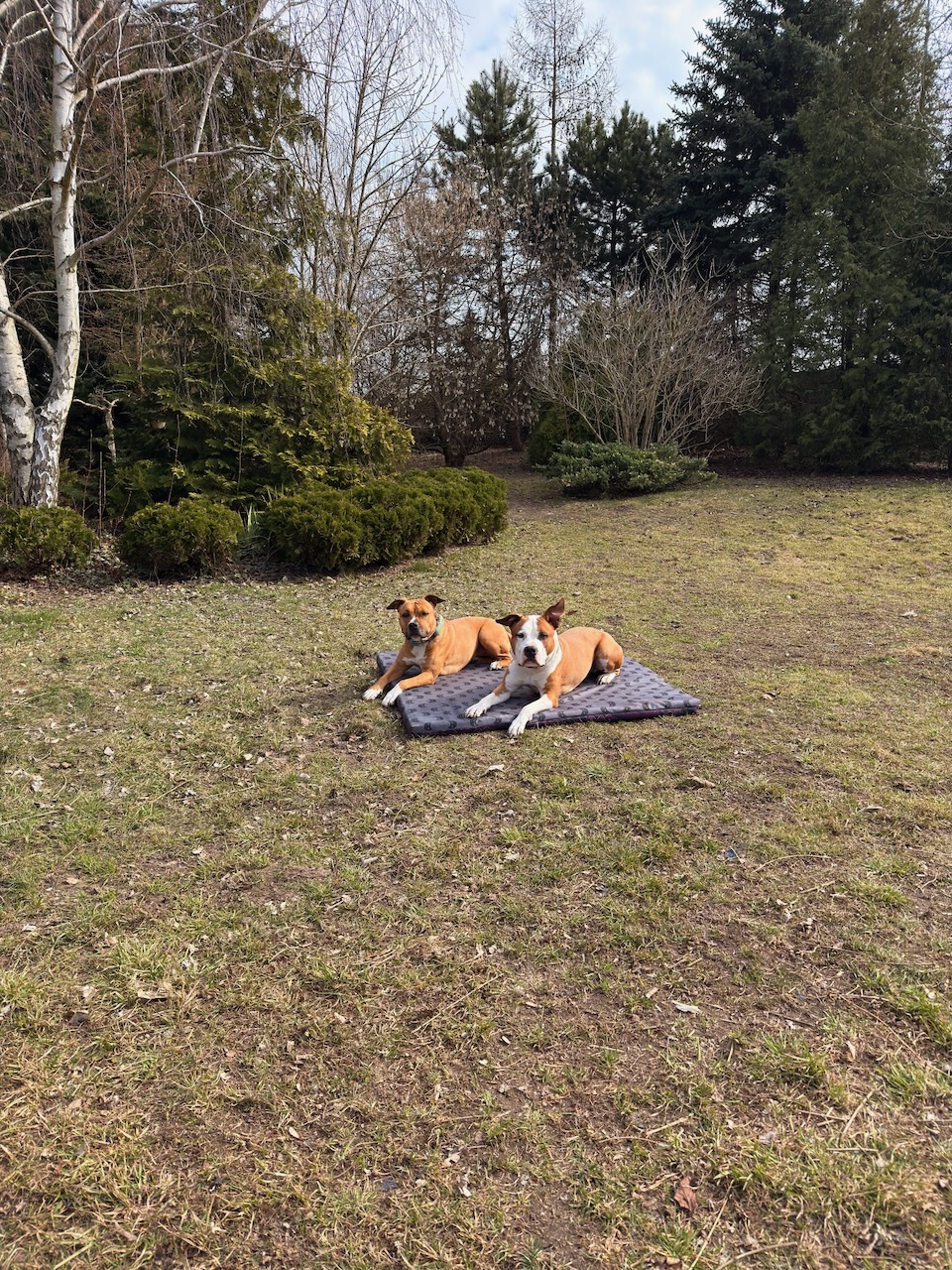 Piesomania - hotel pod Częstochową