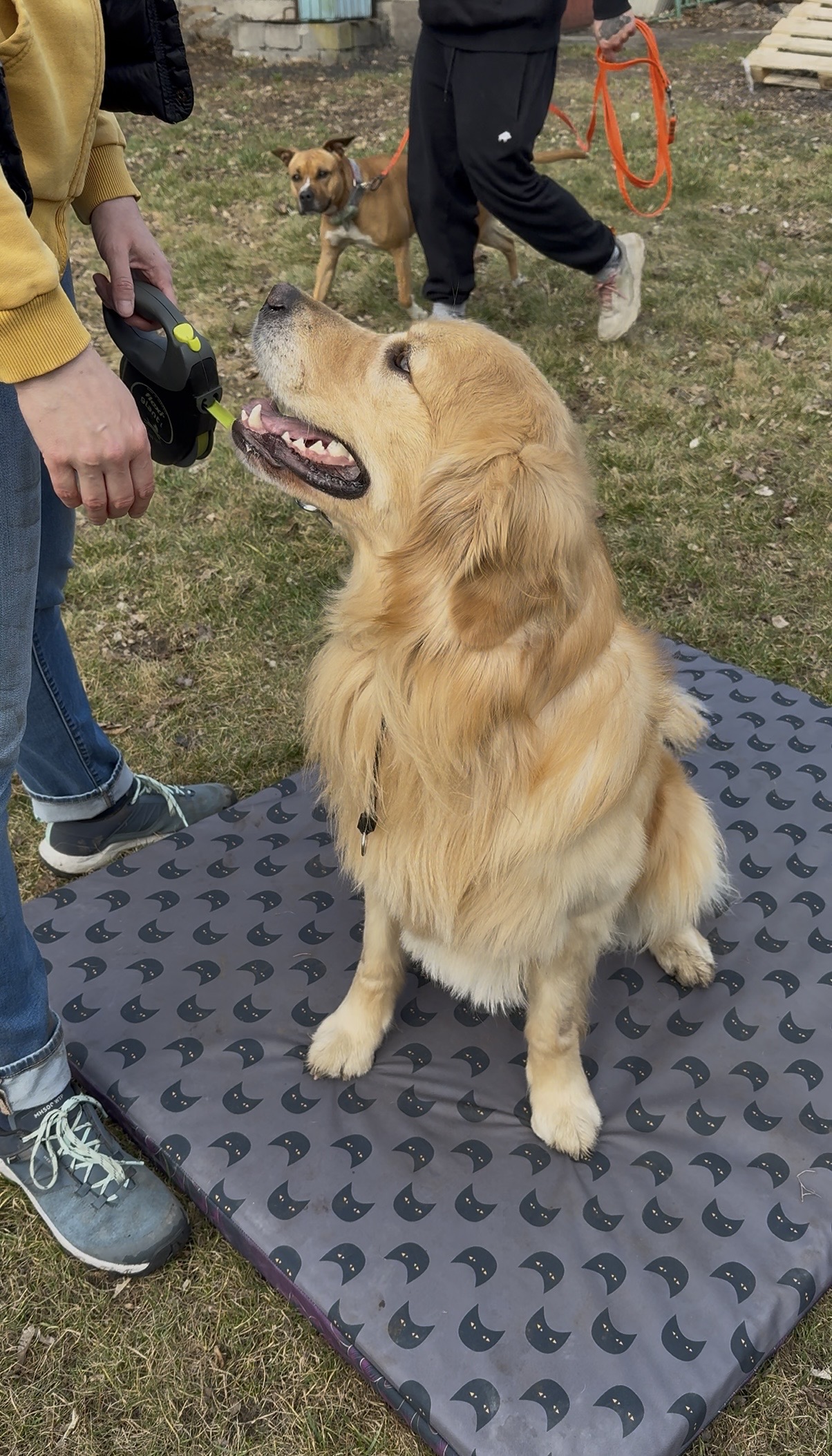 Piesomania - szkolenia i hotel dla psów Częstochowa