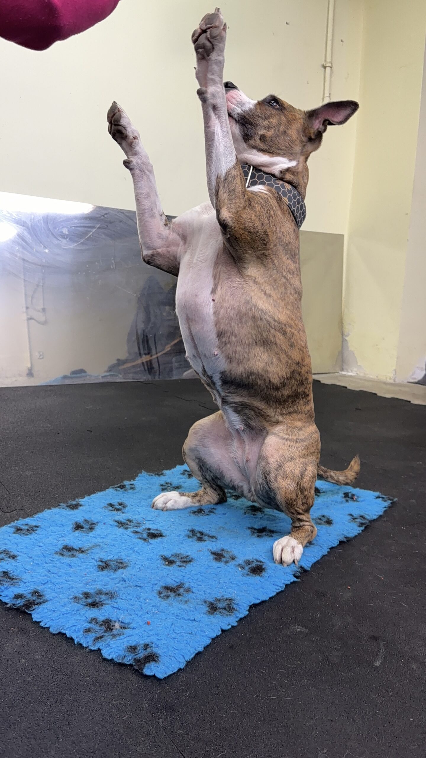 Piesomania - szkolenia Częstochowa