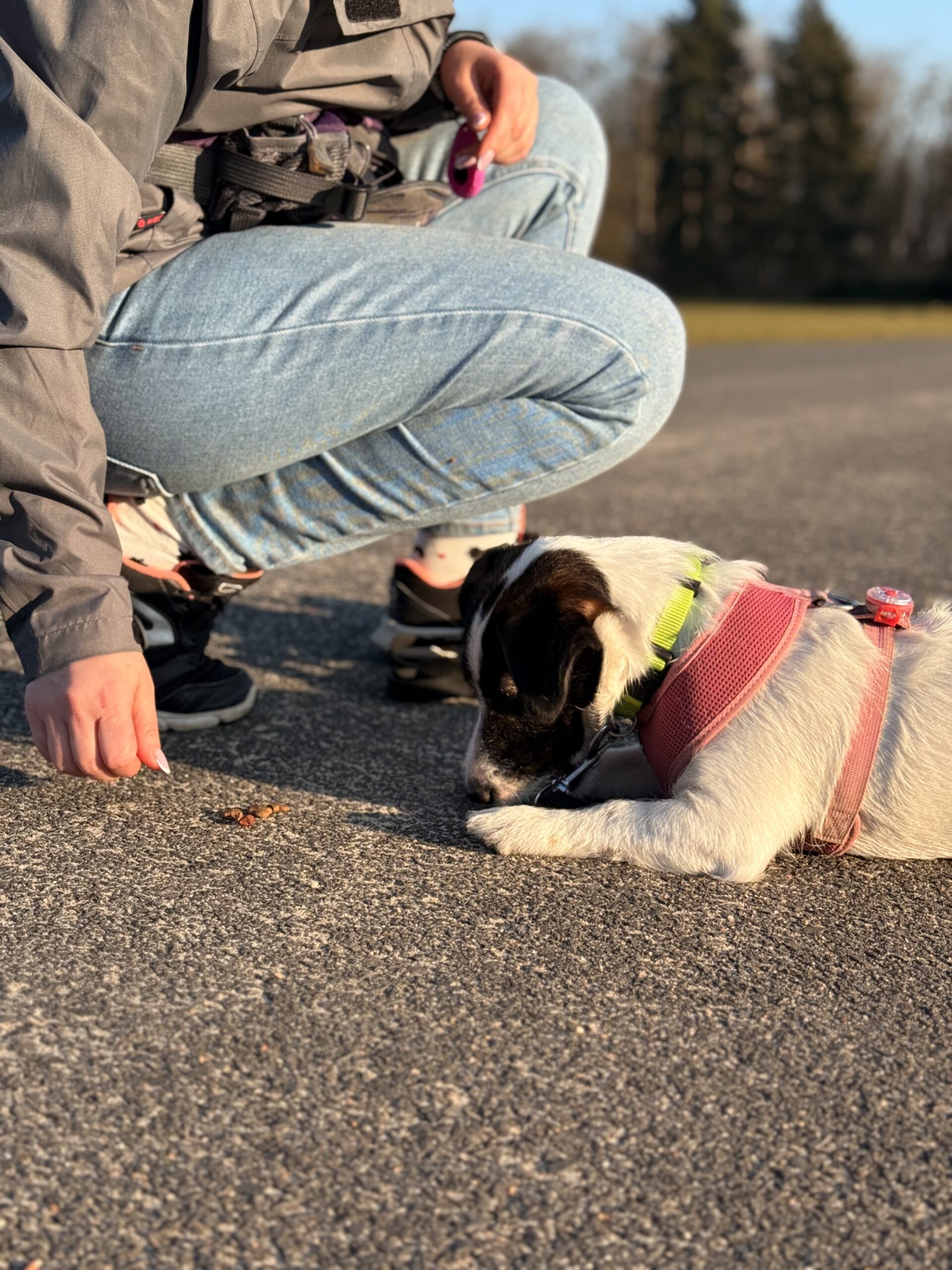 Szkolenia psów Częstochowa Piesomania