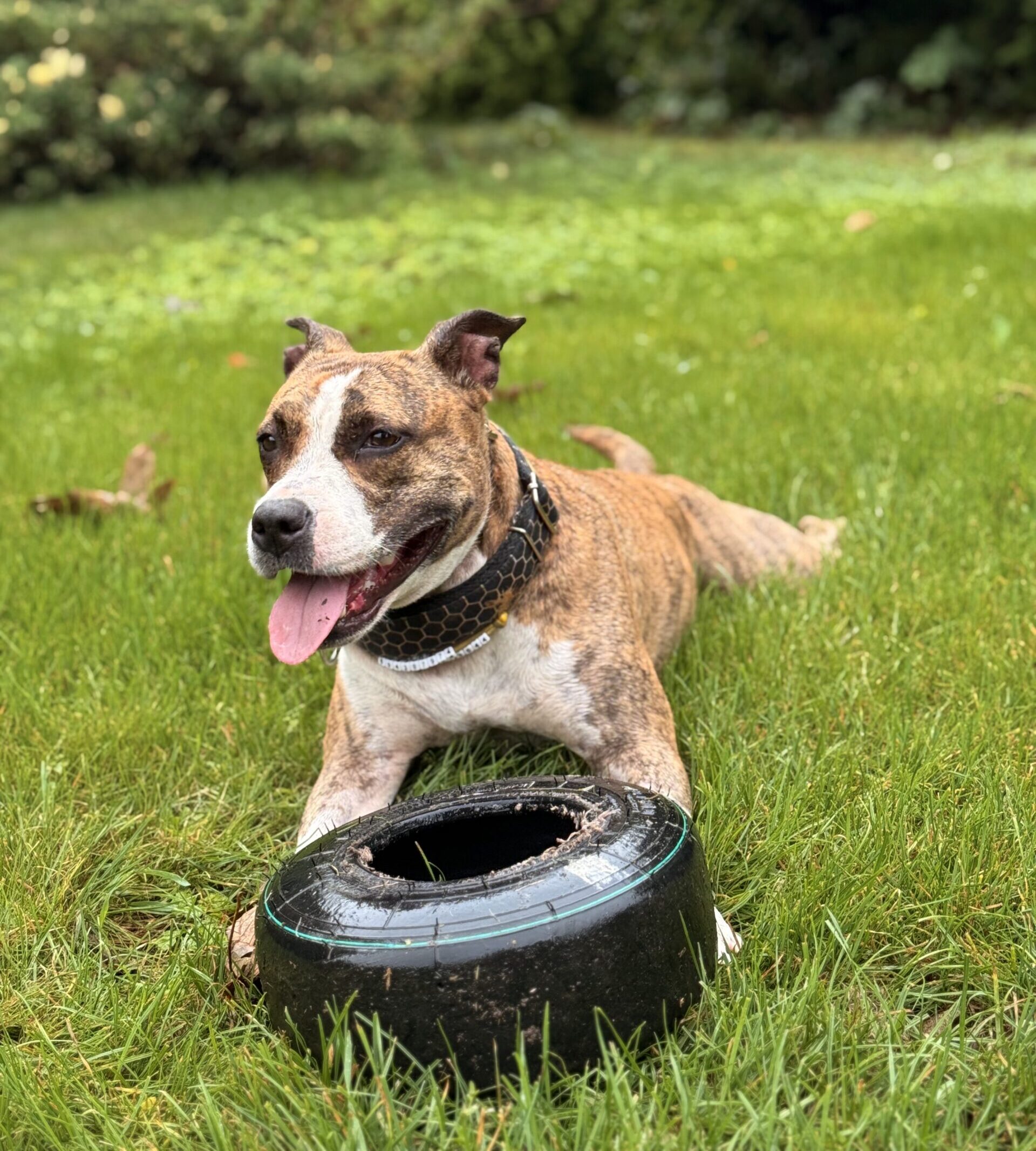 Furia - konsultacja behawioralna Częstochowa