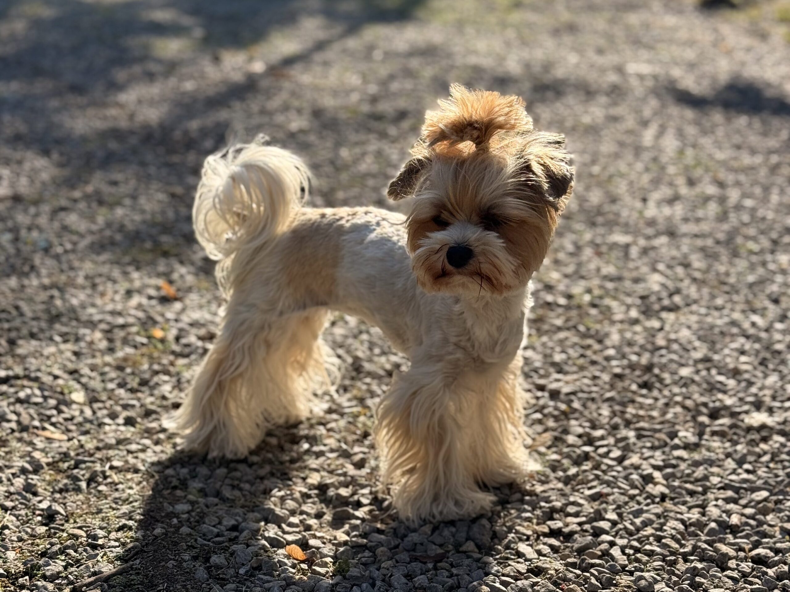 Piesomania - konsultacje Częstochowa, śląskie