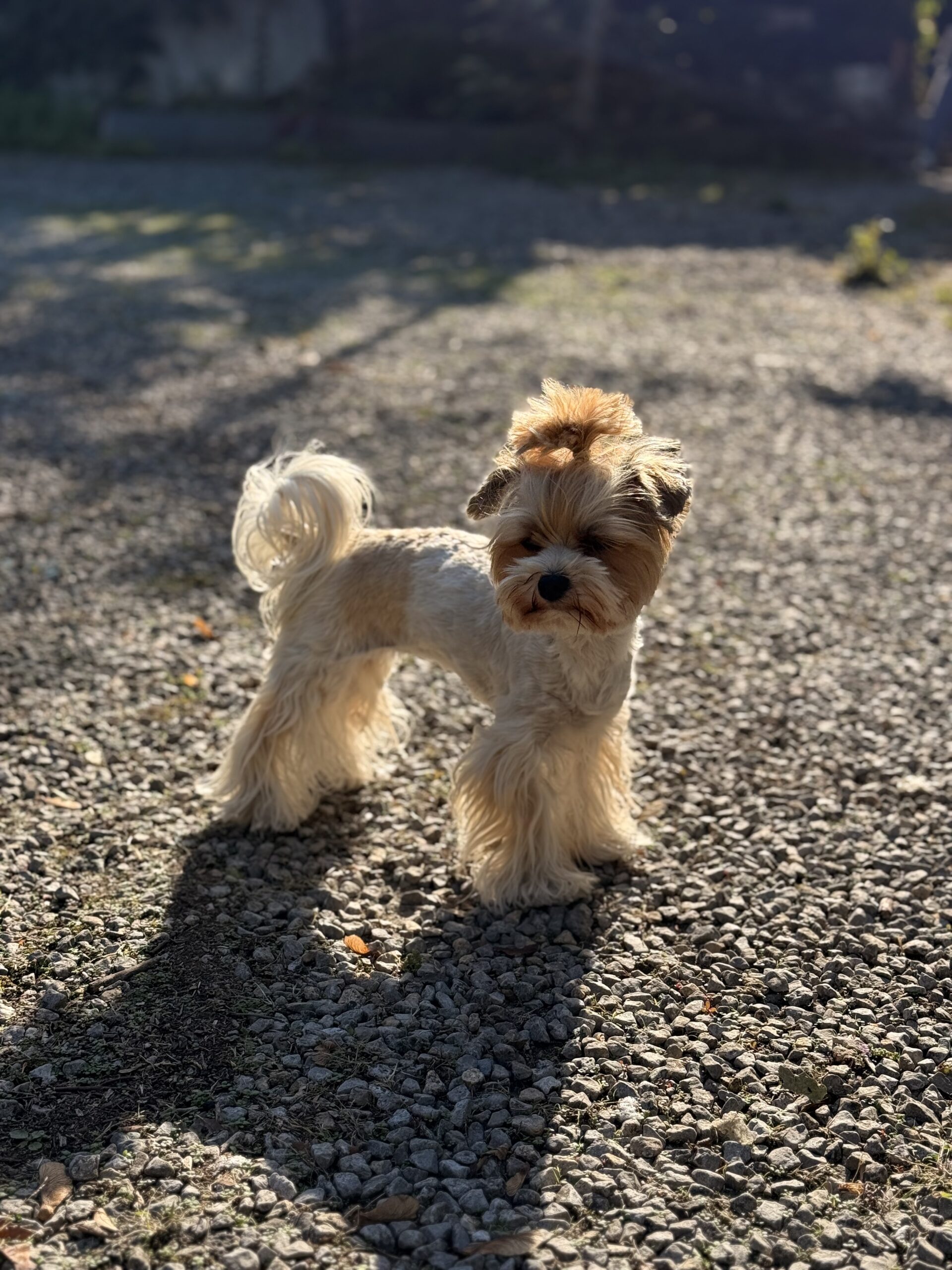 Piesomania - konsultacje Częstochowa, śląskie