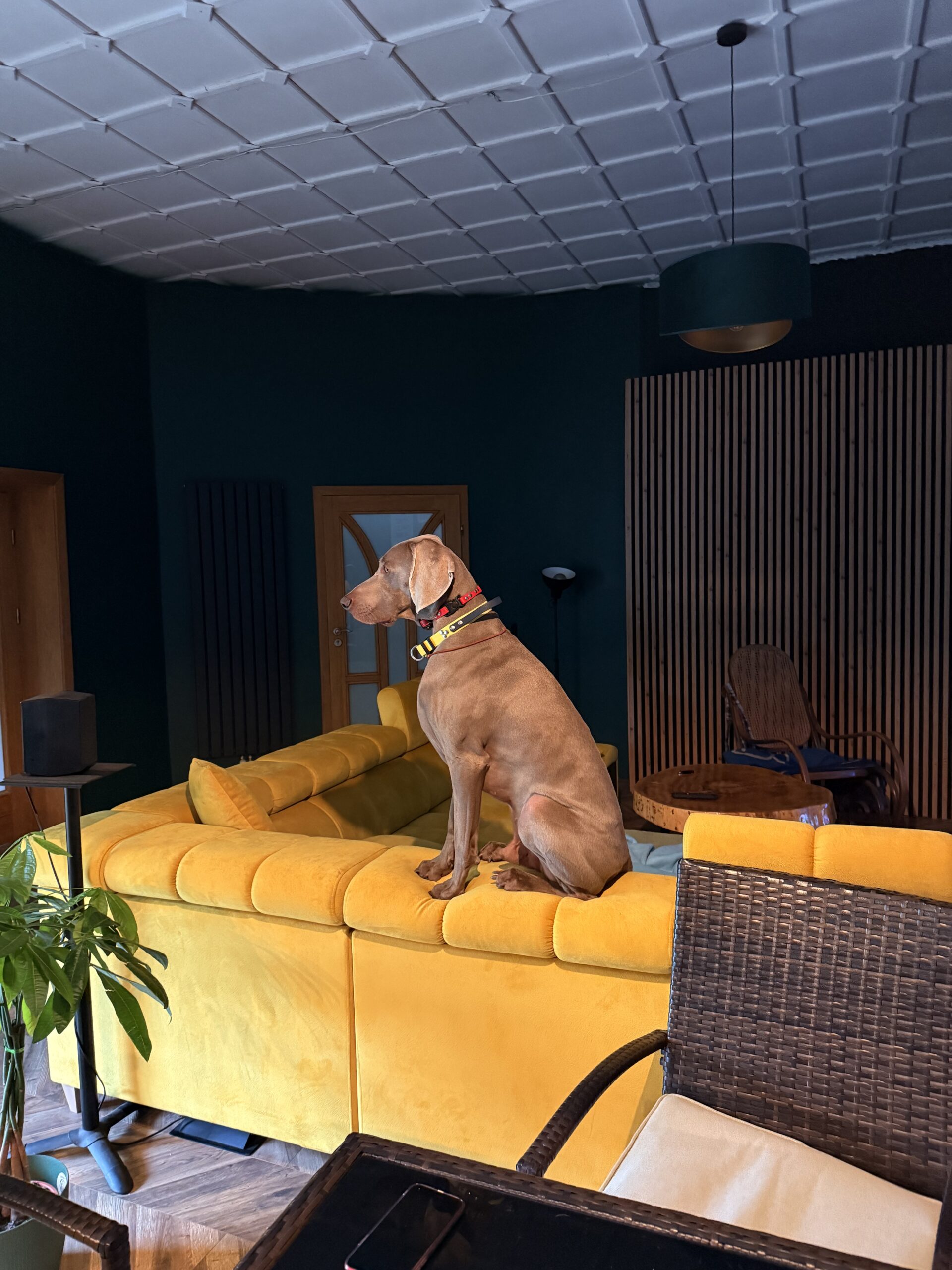 Piesomania - hotel pod Częstochową