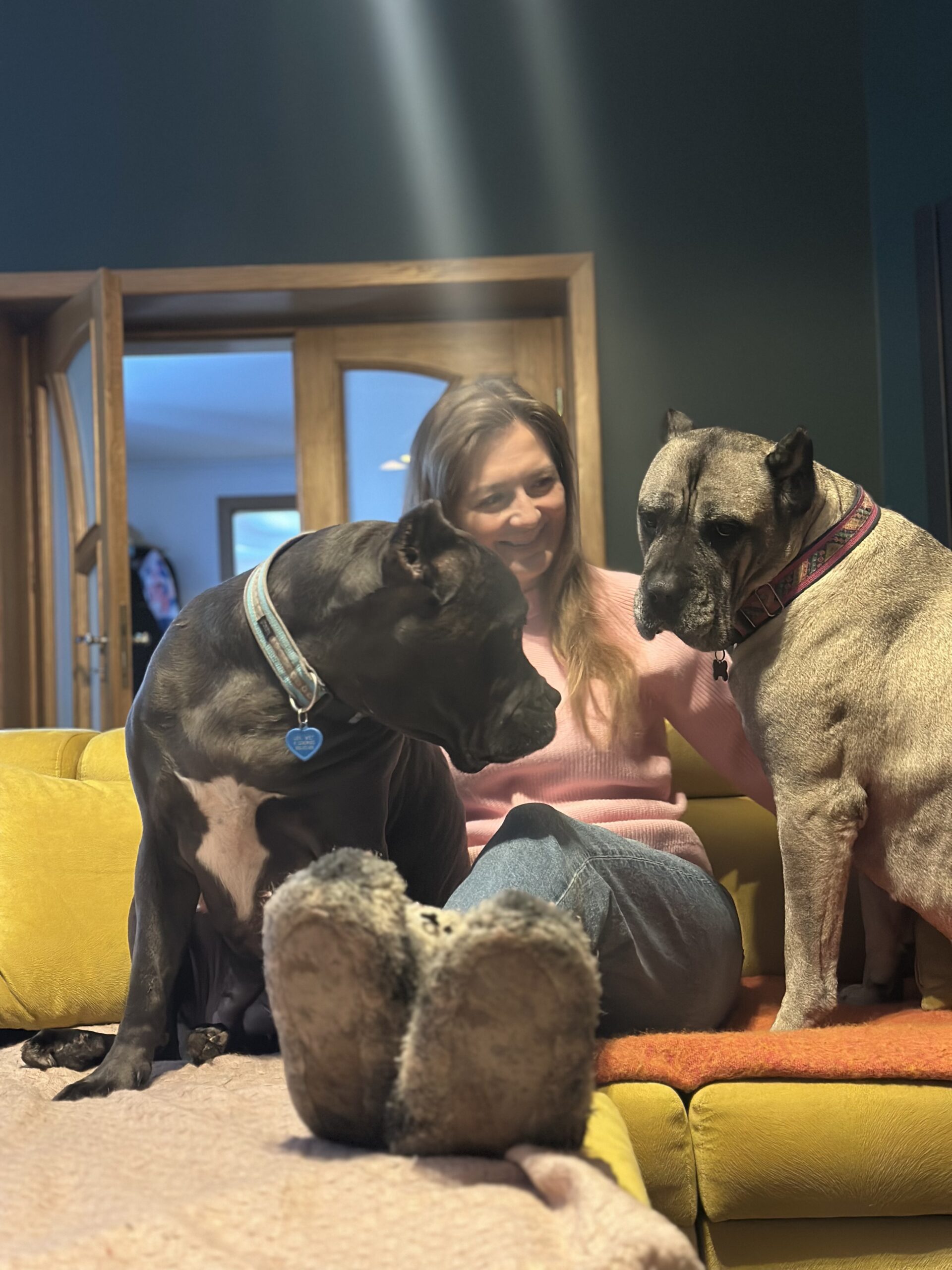 Hotel dla psów Częstochowa Piesomania