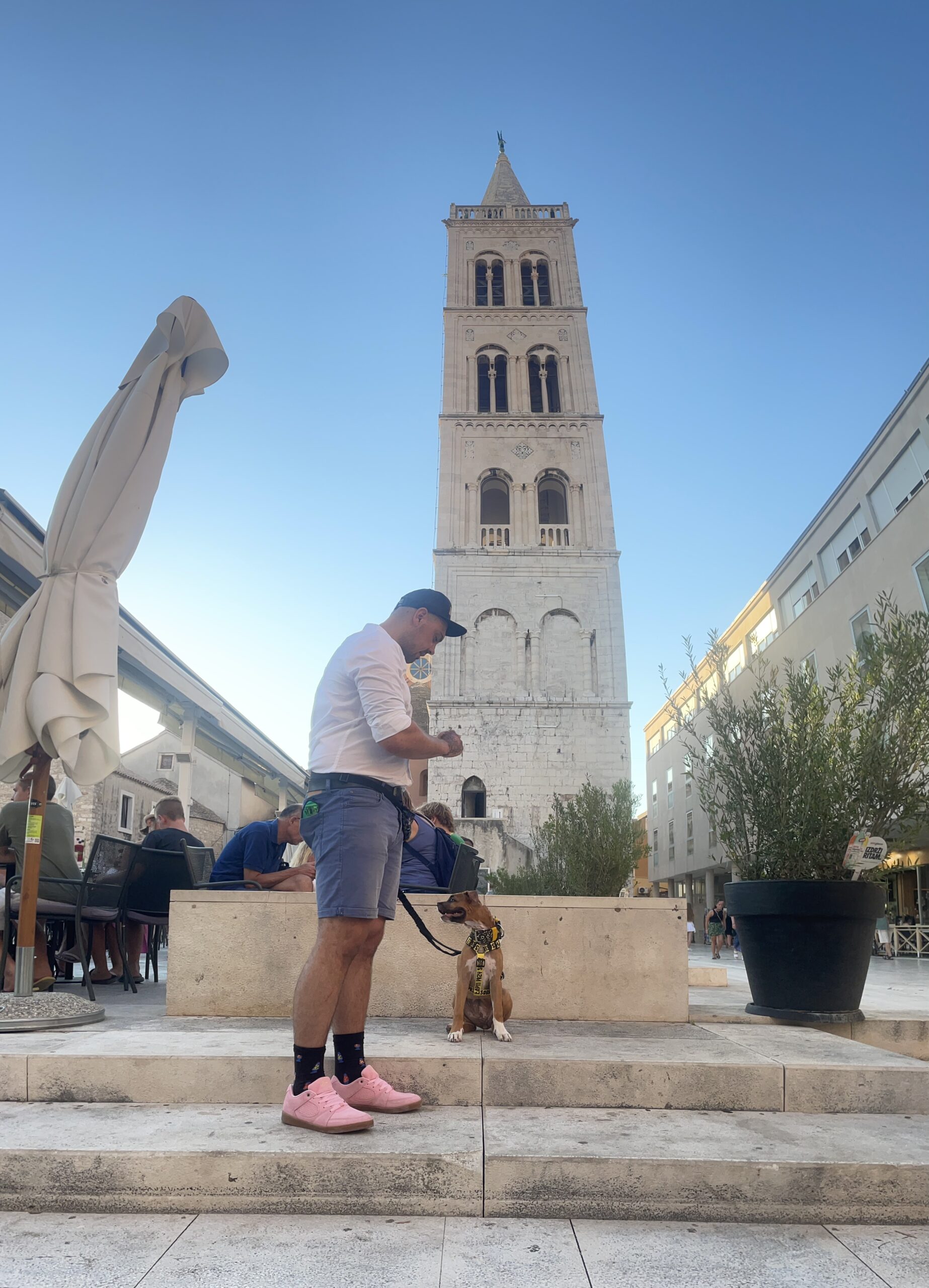 Szkolenia psów Częstochowa Piesomania