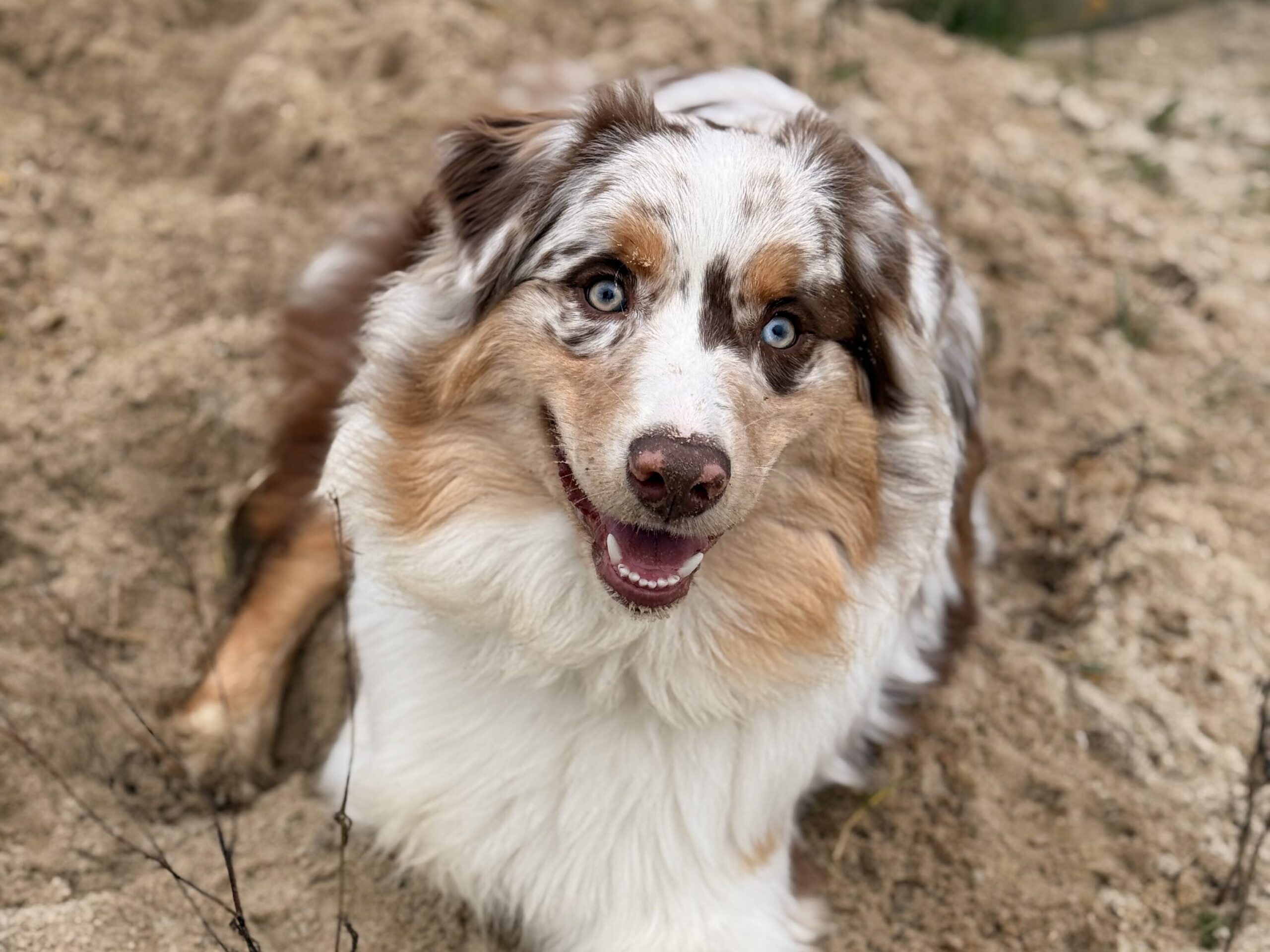 Piesomania - konsultacje Częstochowa, śląskie