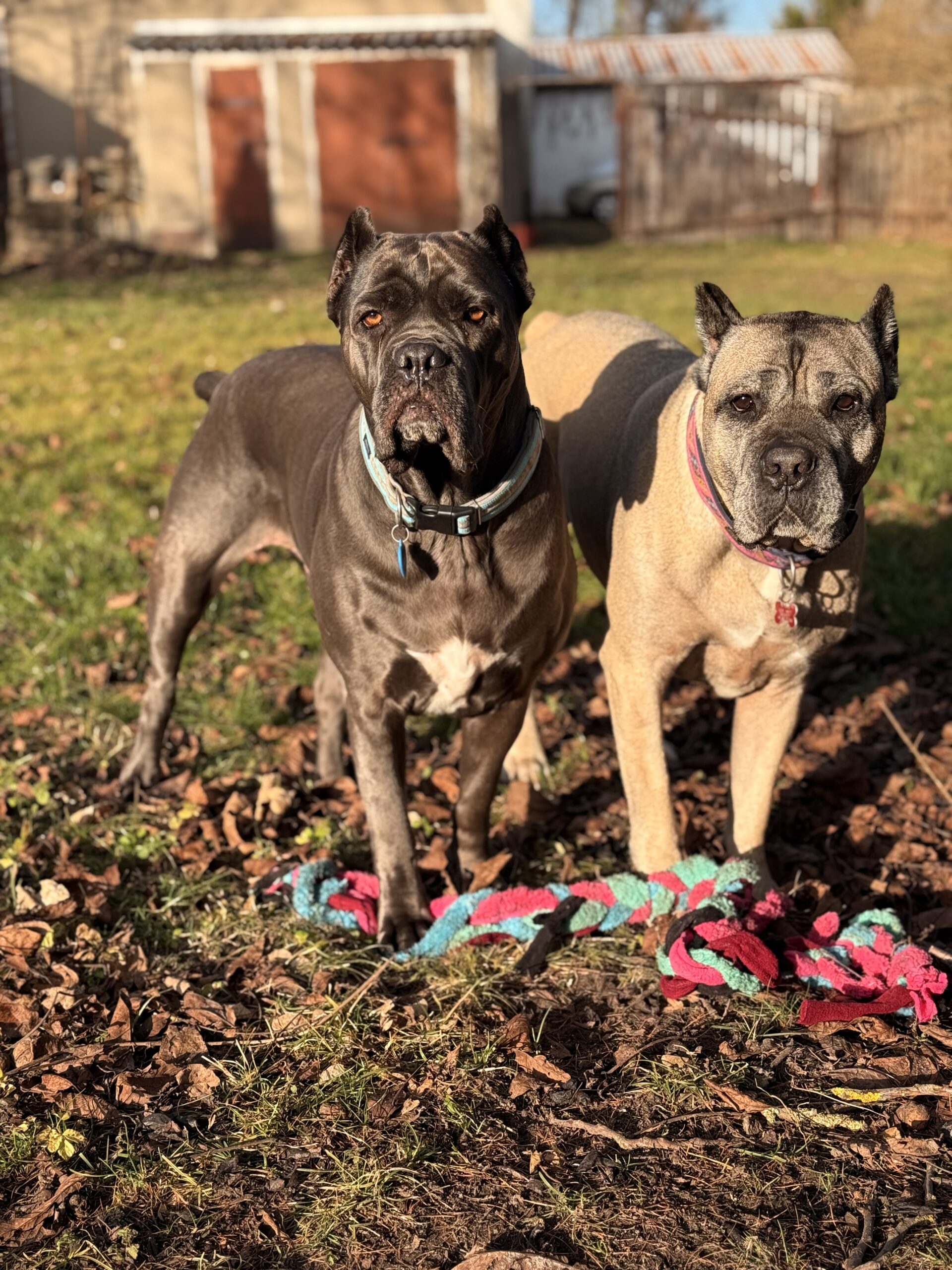 Piesomania - hotel pod Częstochową