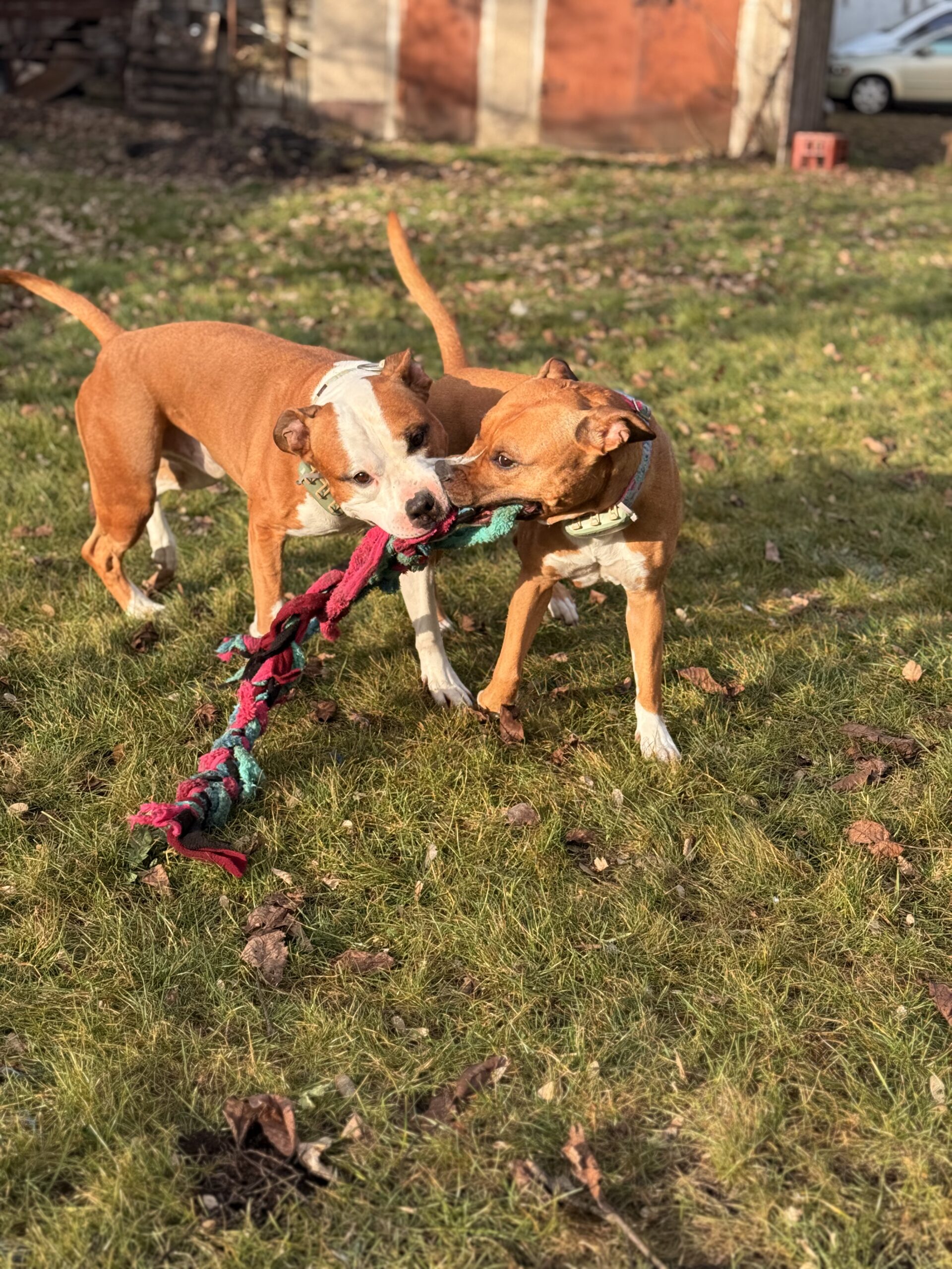 Piesomania - konsultacje Częstochowa