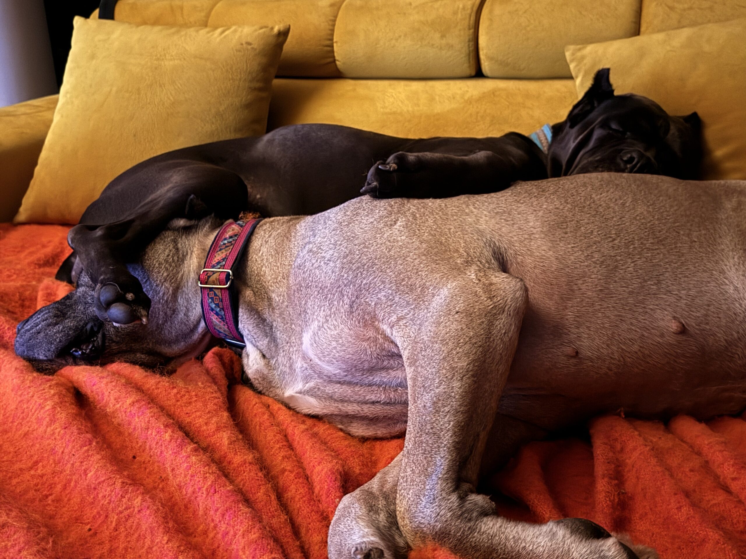 Piesomania - hotel pod Częstochową