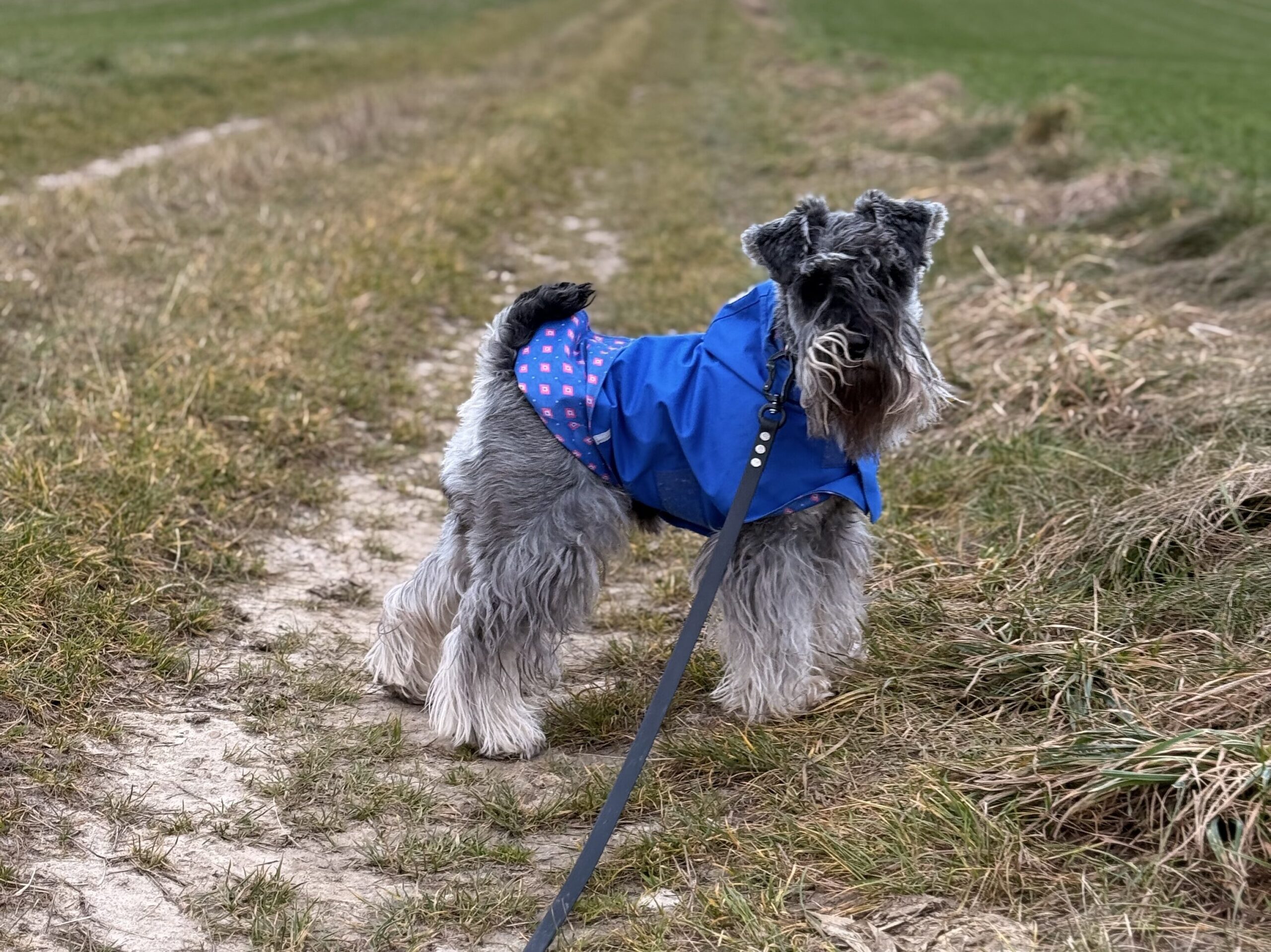 Piesomania - hotel pod Częstochową
