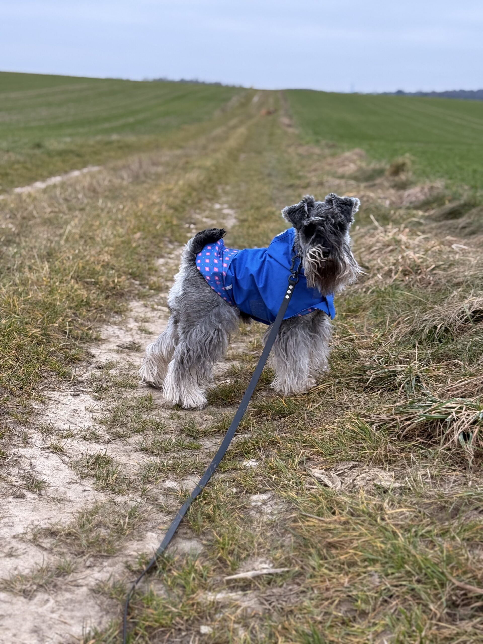 Piesomania - hotel pod Częstochową