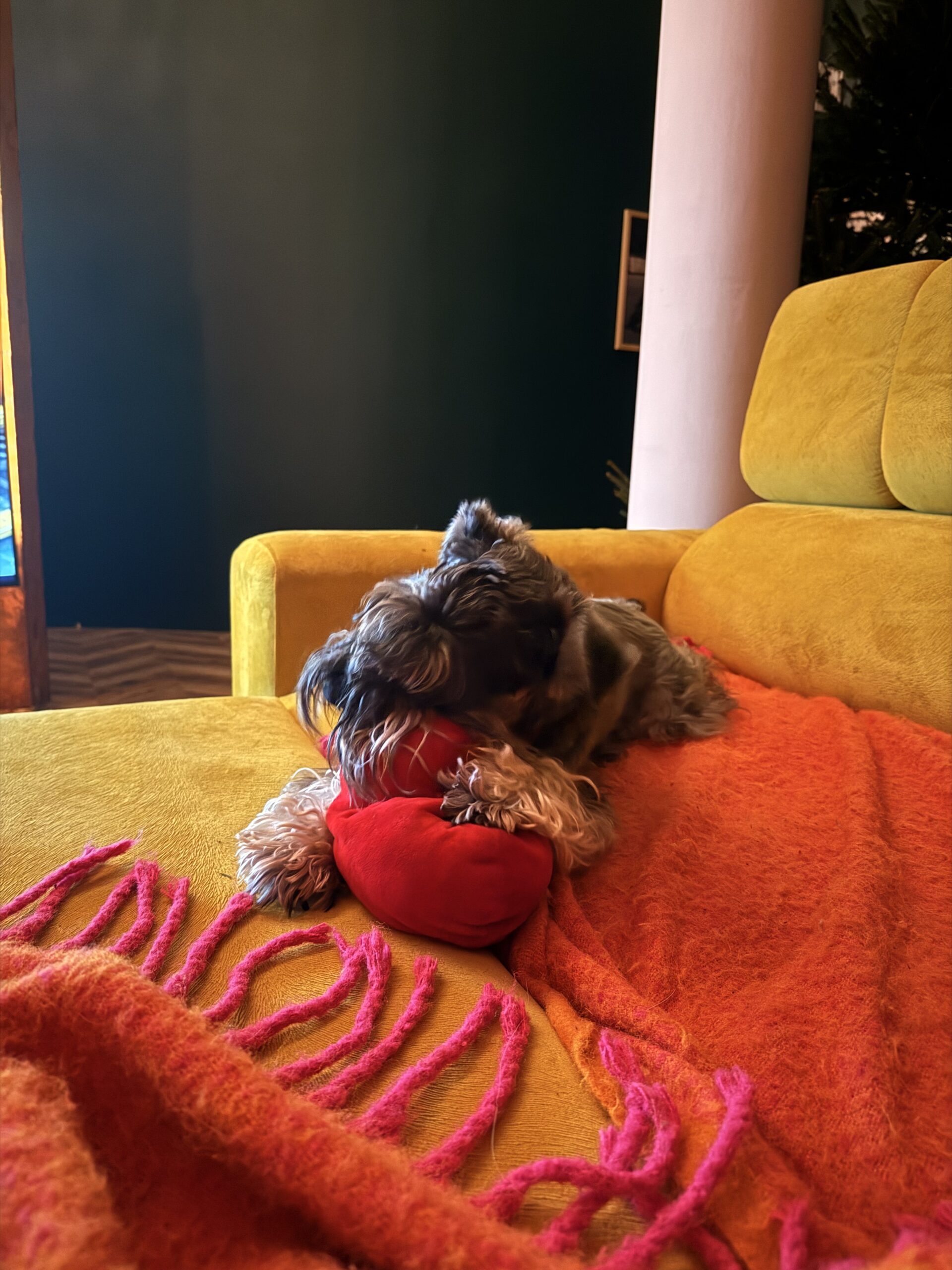 Piesomania - hotel pod Częstochową