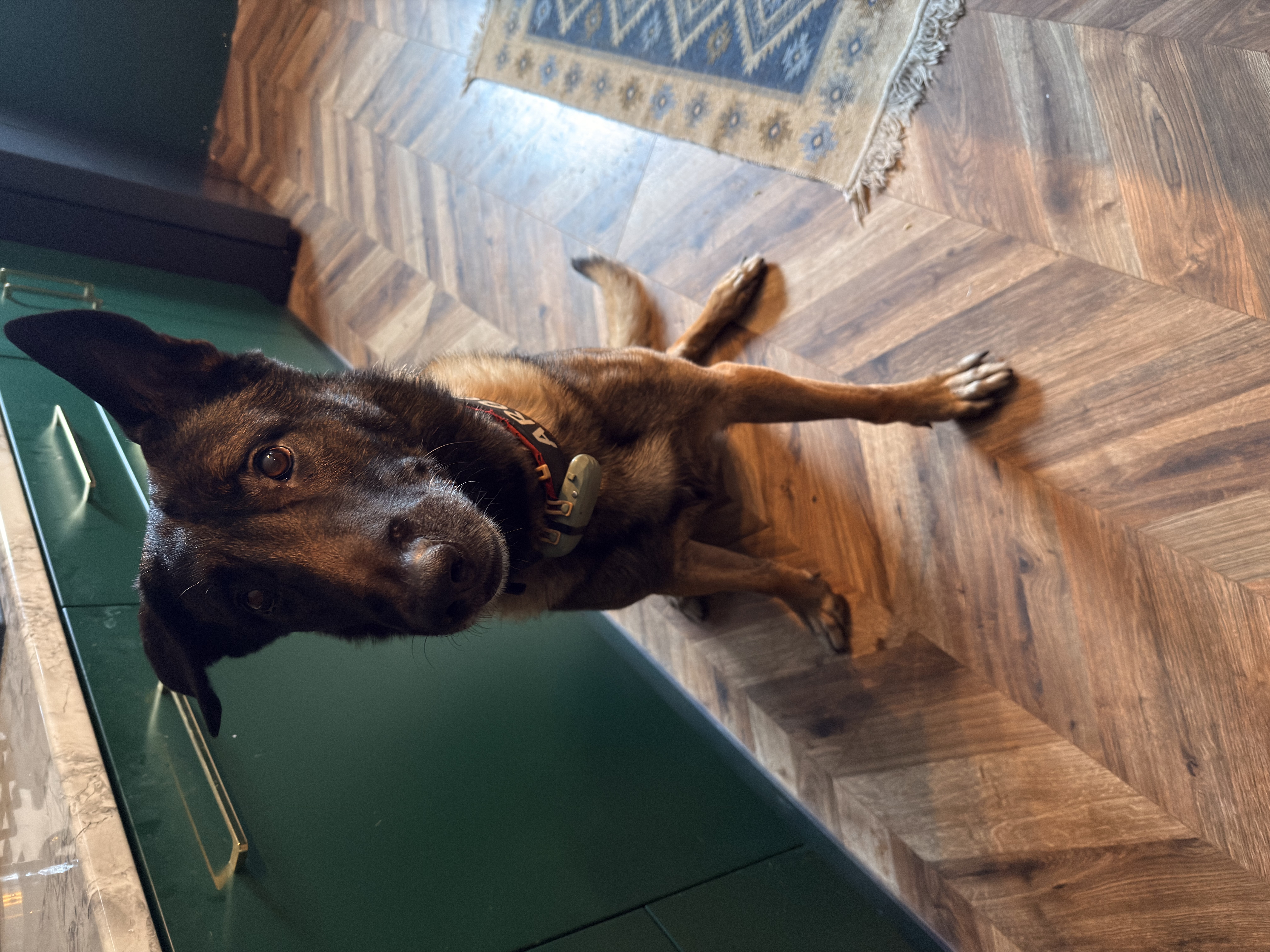 Hotel dla psów - śląskie Piesomania