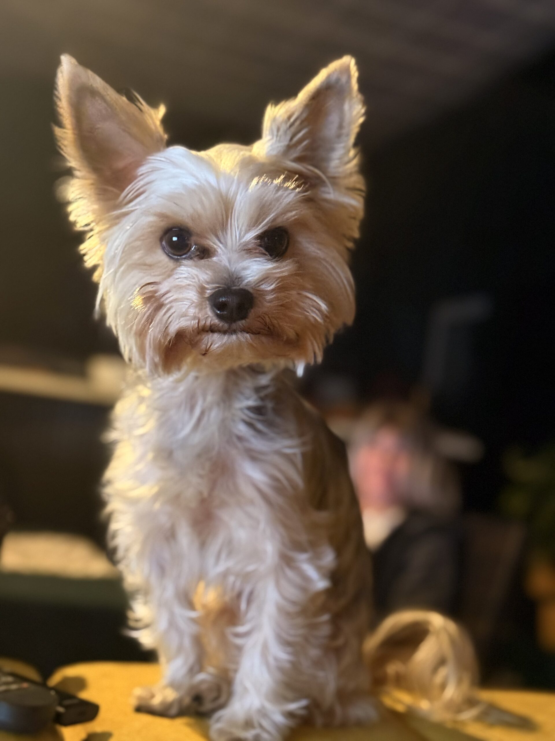 Piesomania - hotel pod Częstochową