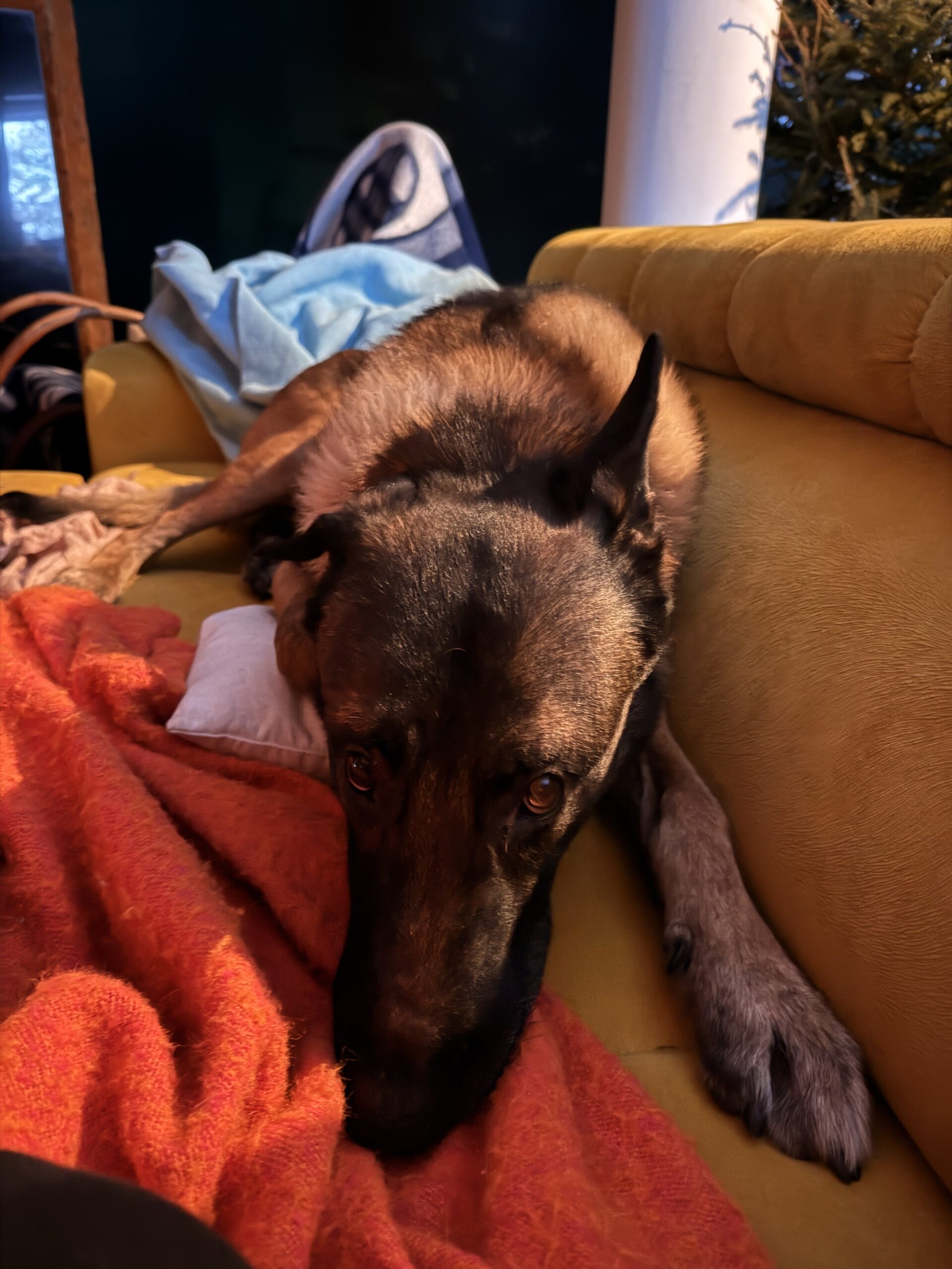 Piesomania - hotel pod Częstochową