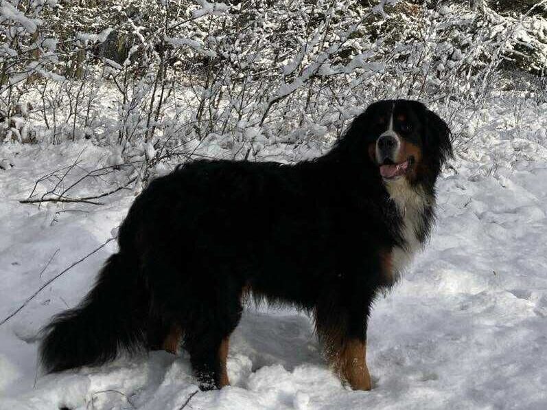 Hotel dla psów - śląskie Piesomania