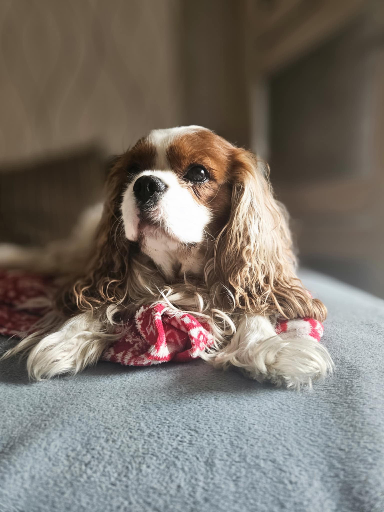 Pinky - konsultacja behawioralna Częstochowa