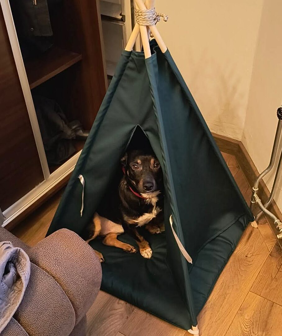 Pinio - konsultacja behawioralna