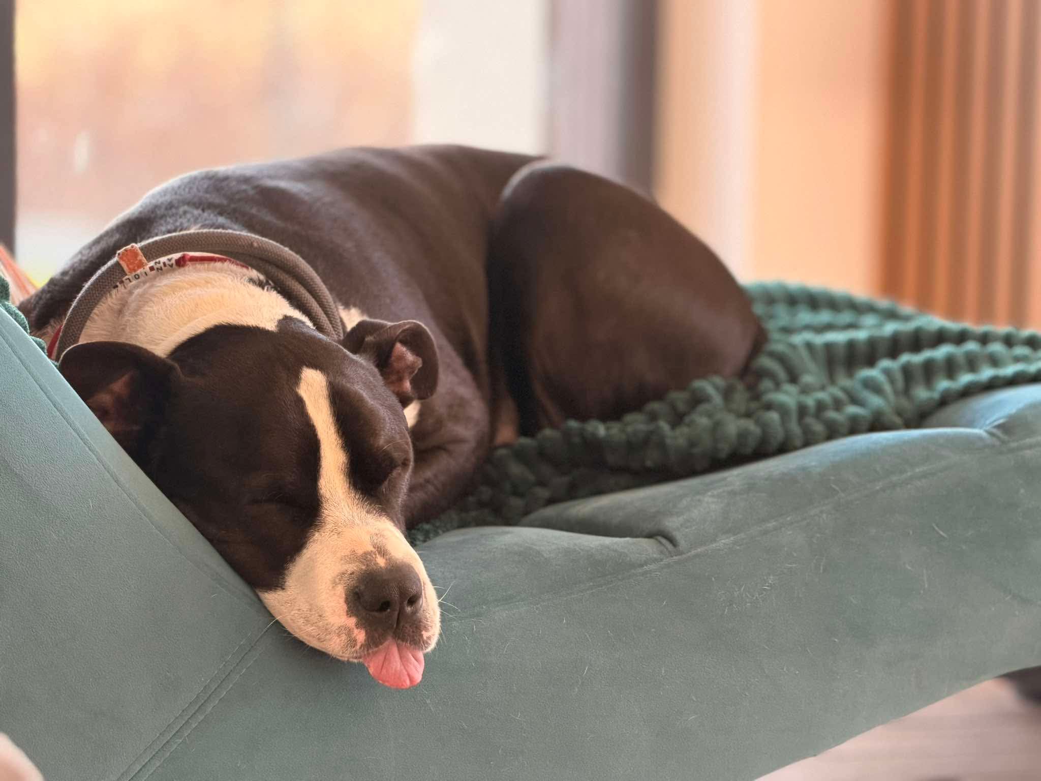 Hotel dla psów Piesomania śląskie