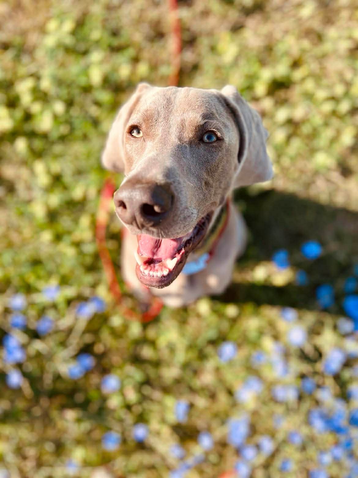 Hotel dla psów Piesomania