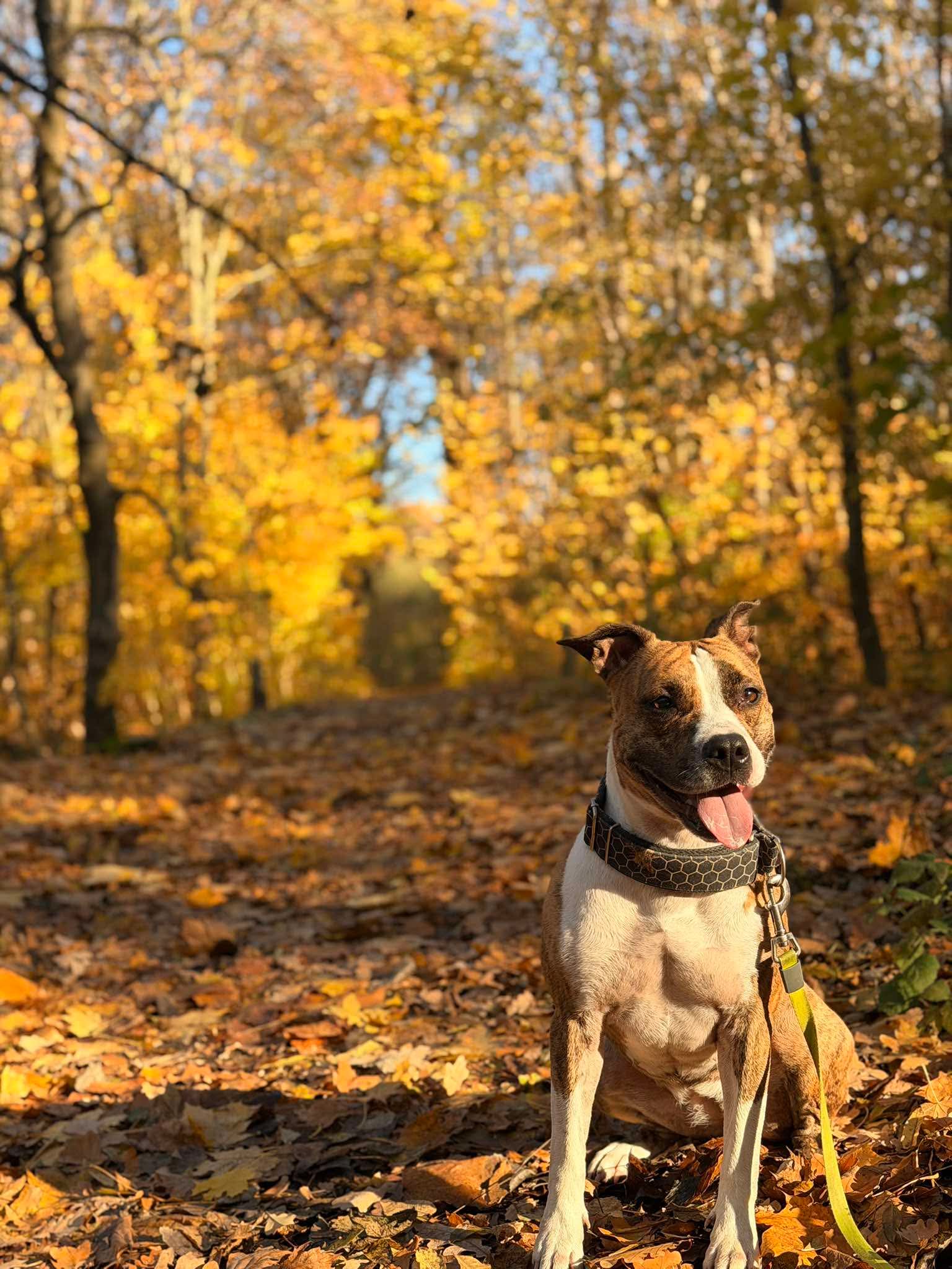 wyciszenie psa na spacerze