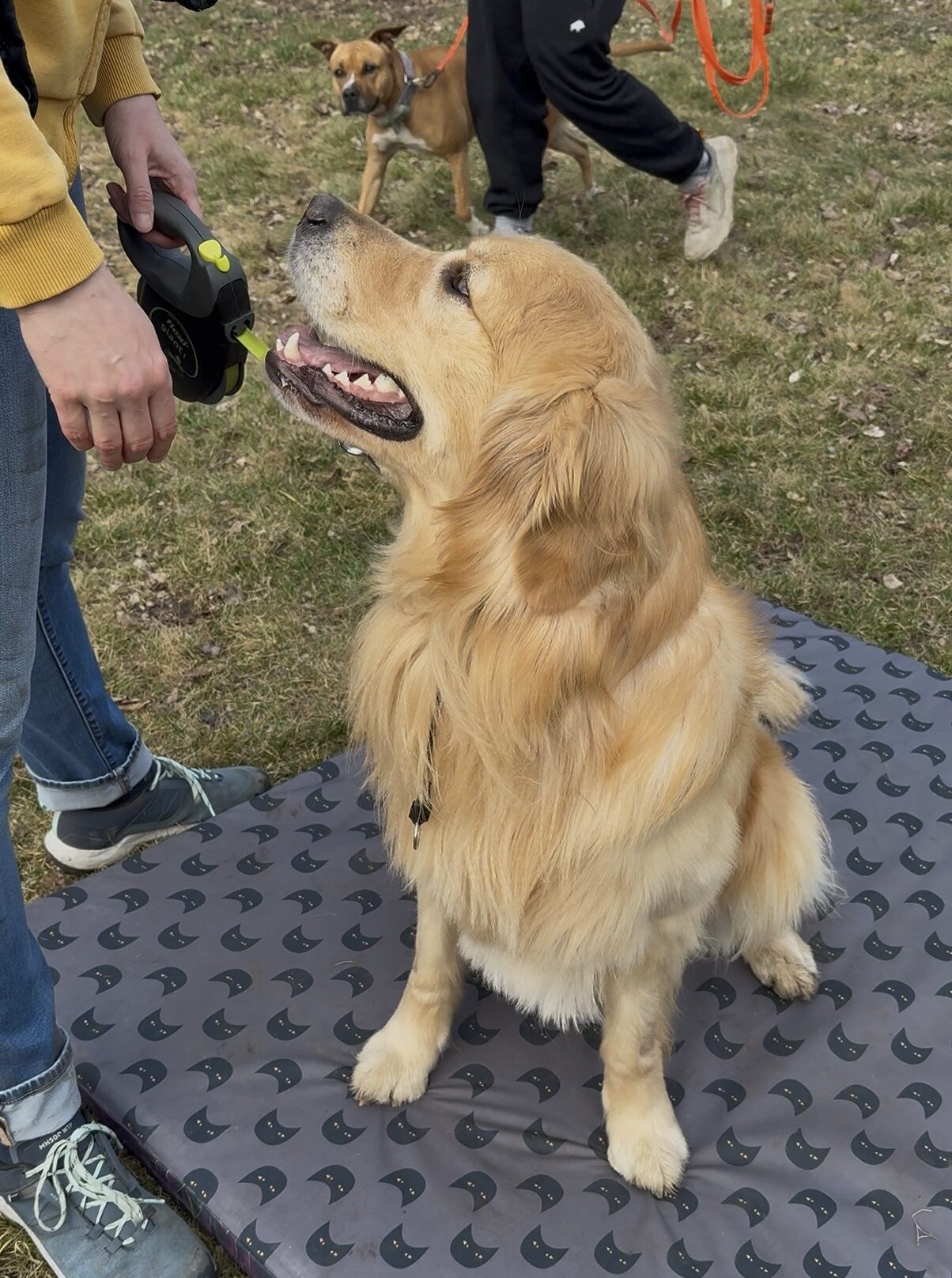 Psie manewry - spacer terapeutyczny grupowy Częstochowa