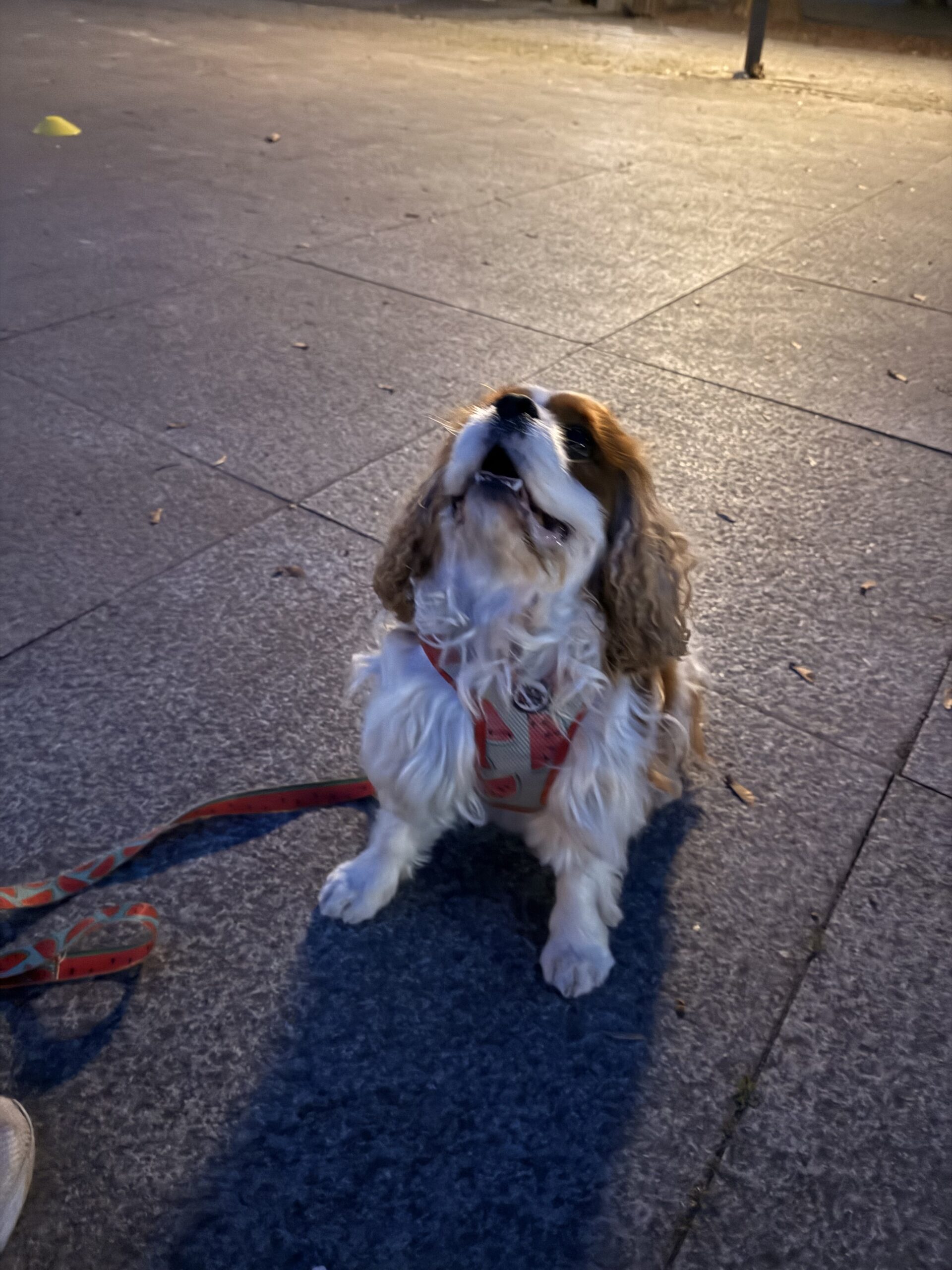 Psie manewry - spacer terapeutyczny grupowy Częstochowa