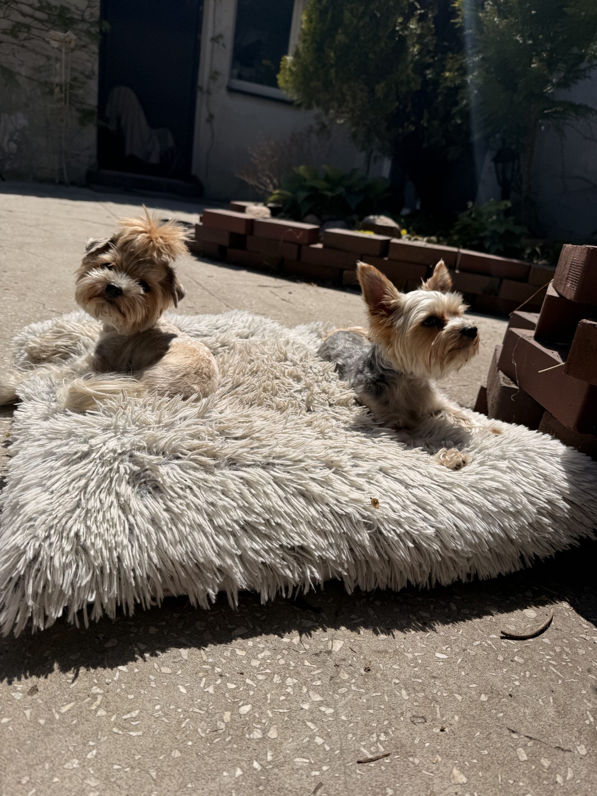 Hotel dla psa Piesomania