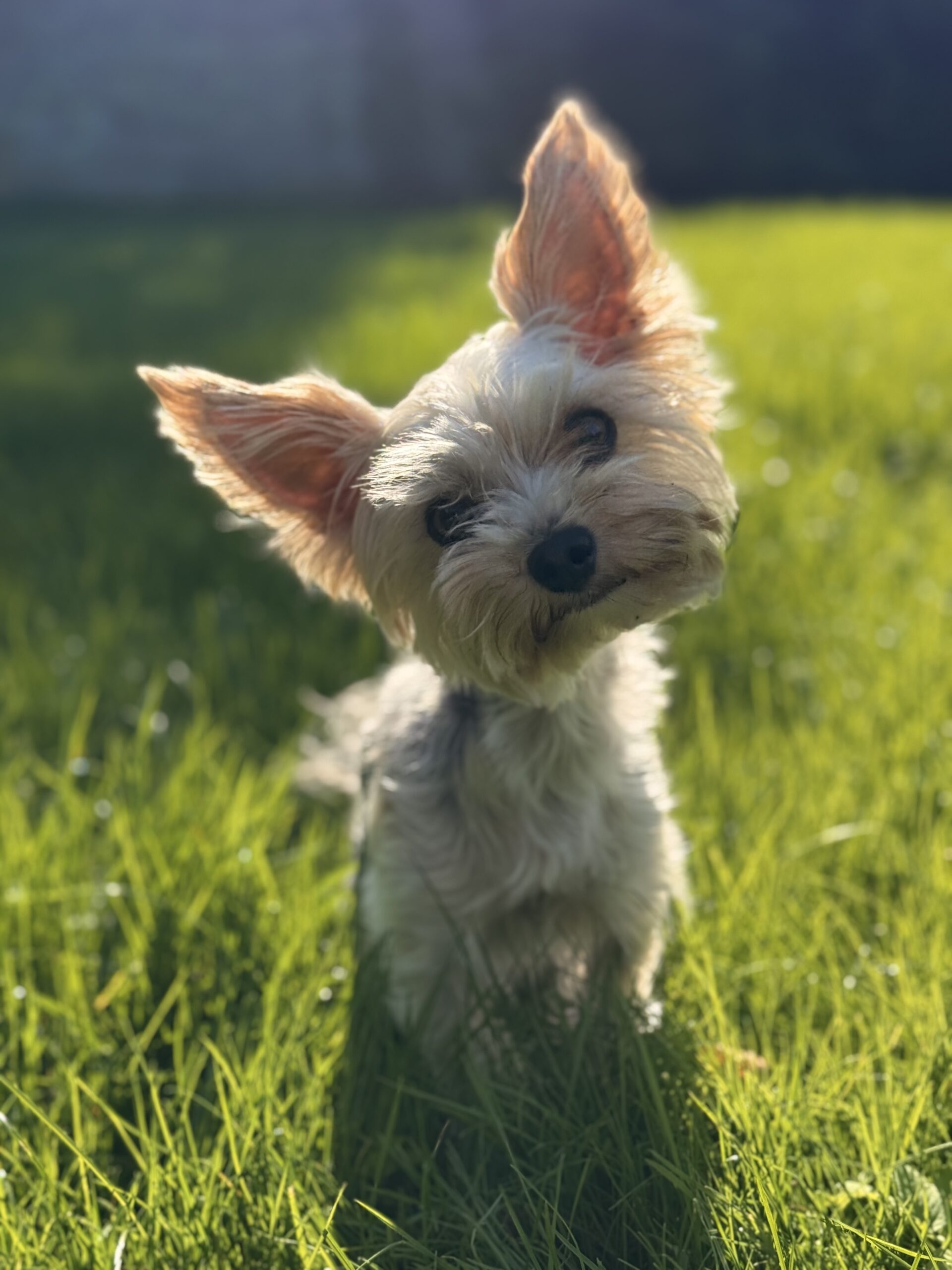 FAQ - pytania i odpowiedzi