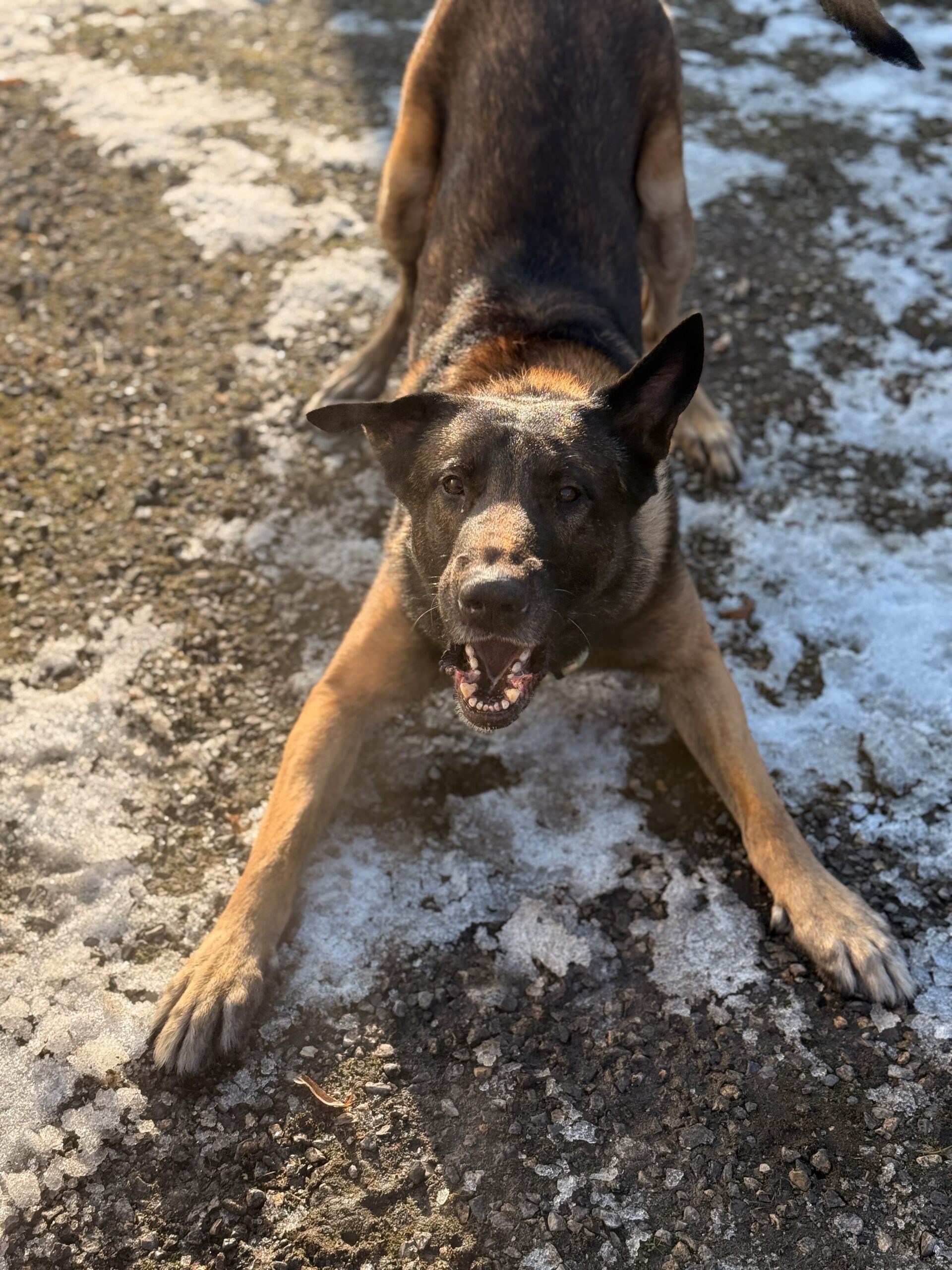 Behawiorysta Częstochowa