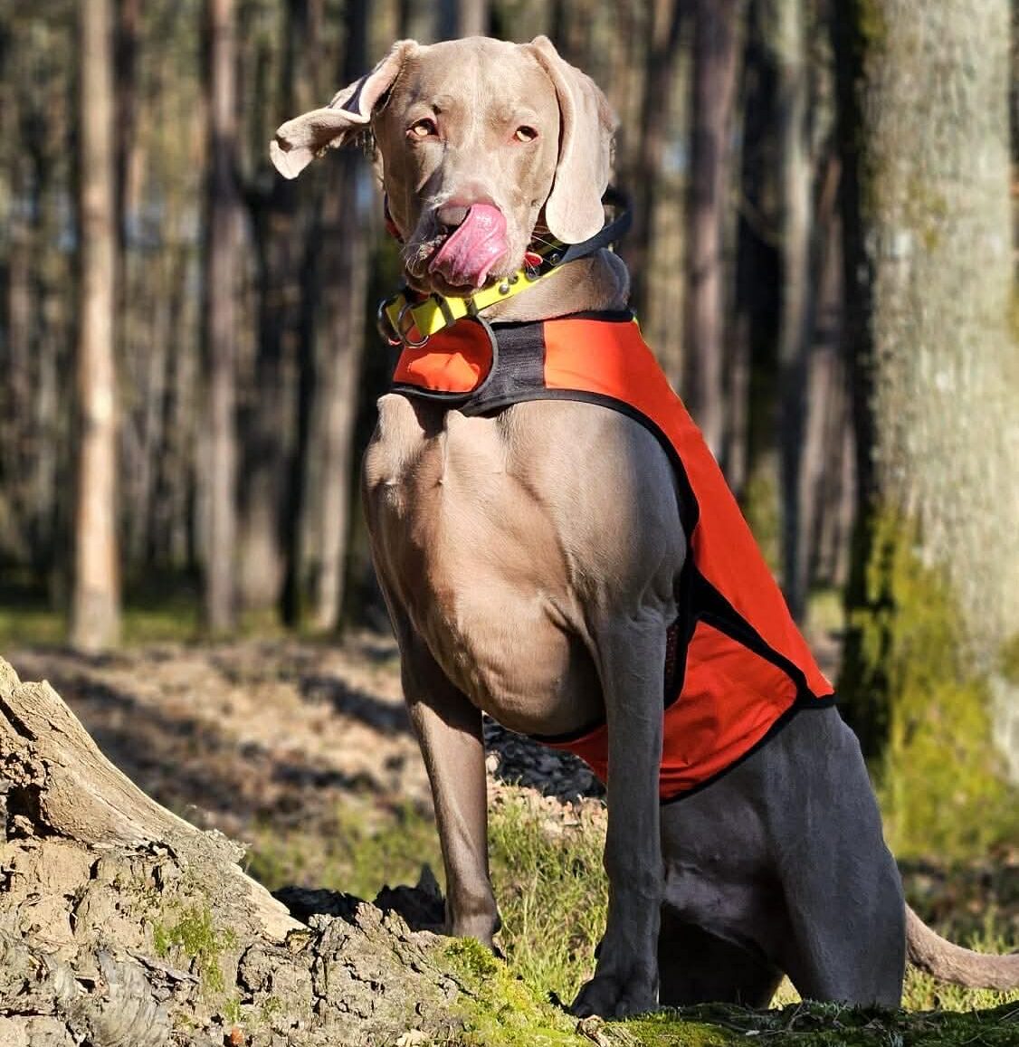 Piesomania śląskie, łódzkie, małopolskie