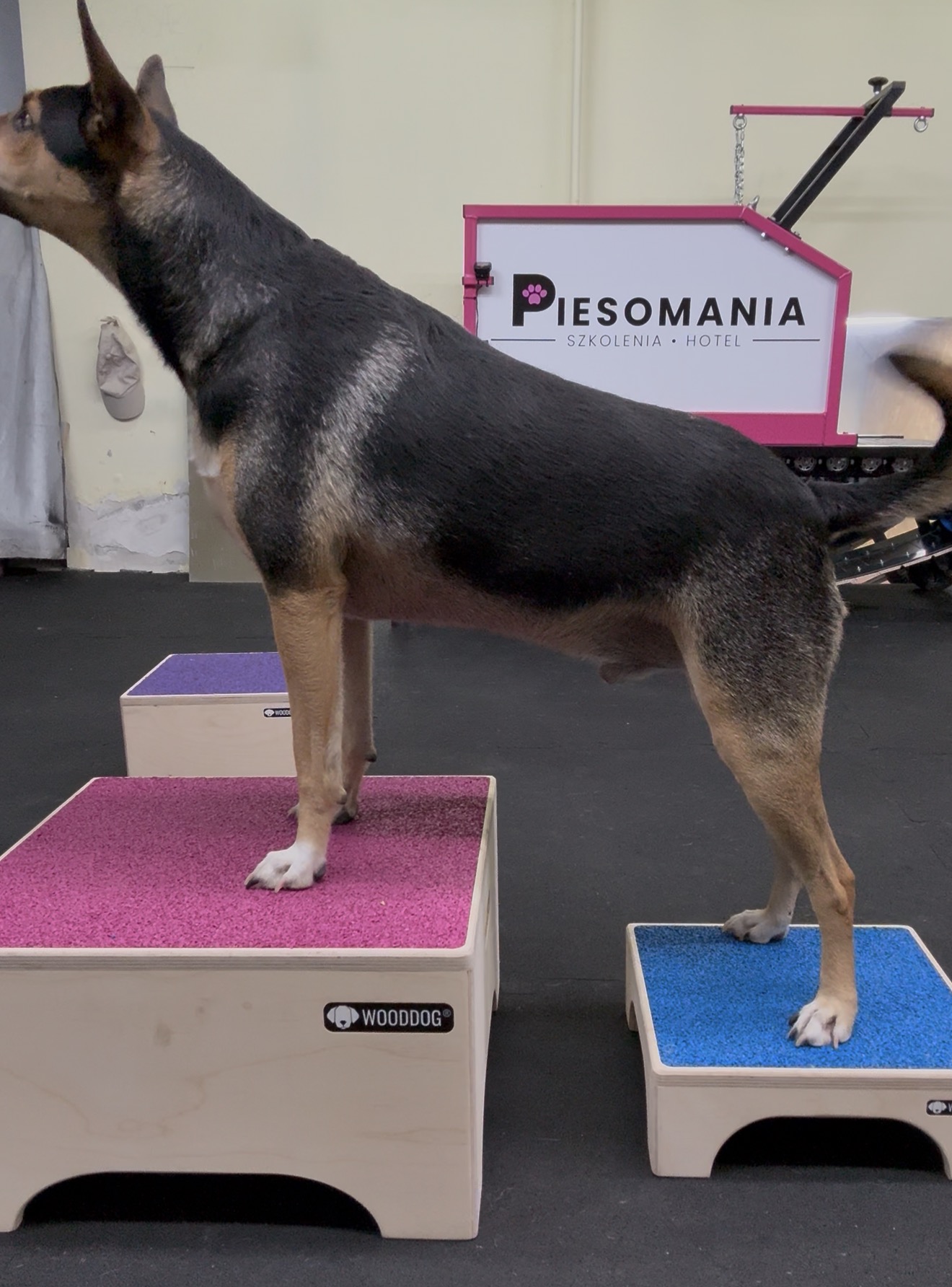 Bogusławice Częstochowa Psi fitness Piesomania