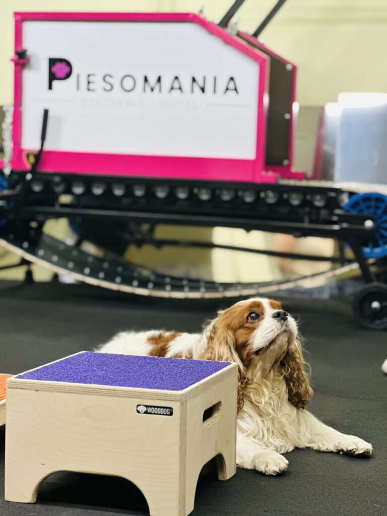 Bogusławice Częstochowa Psi fitness Piesomania