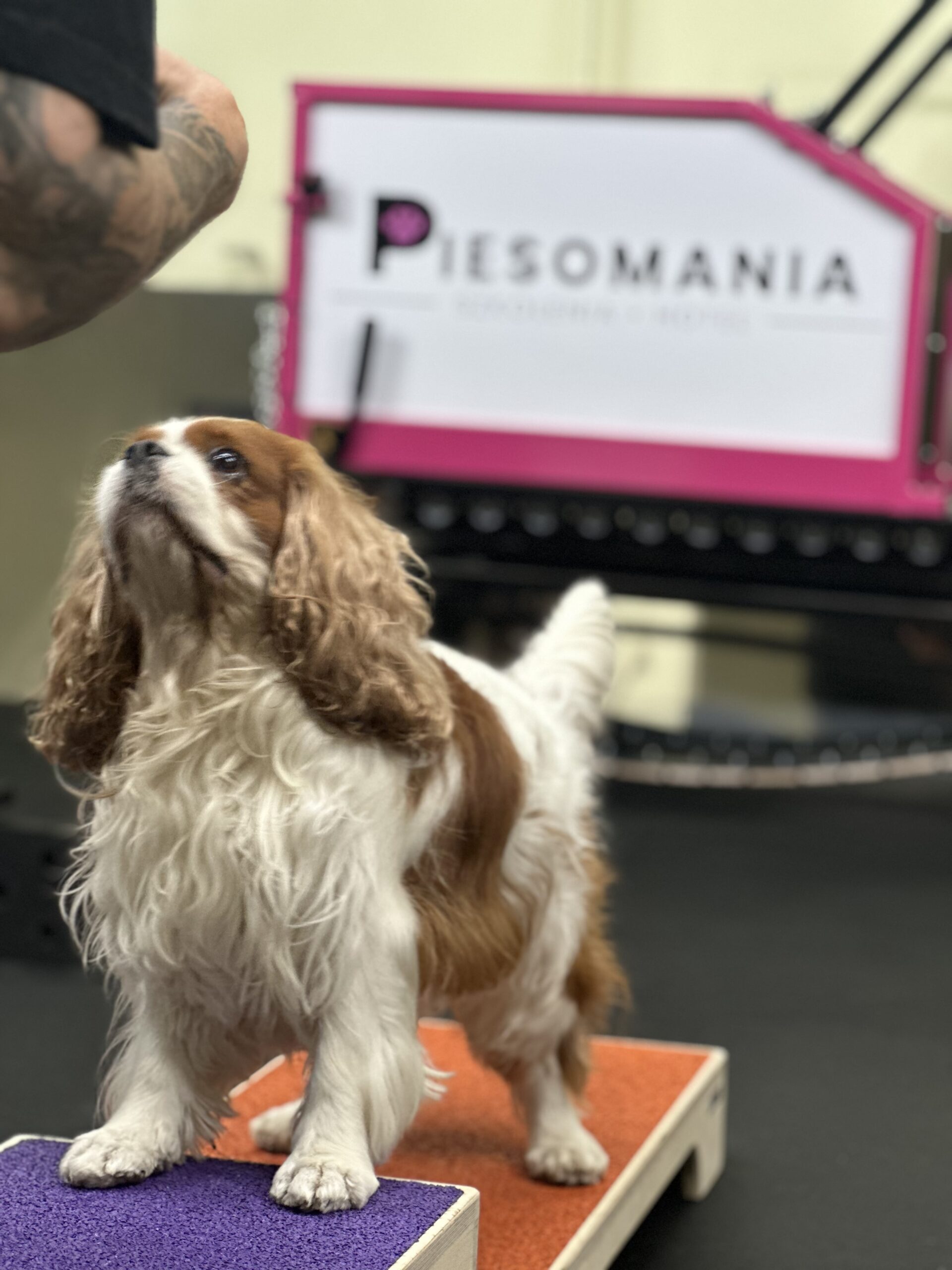 Bogusławice Częstochowa Psi fitness Piesomania
