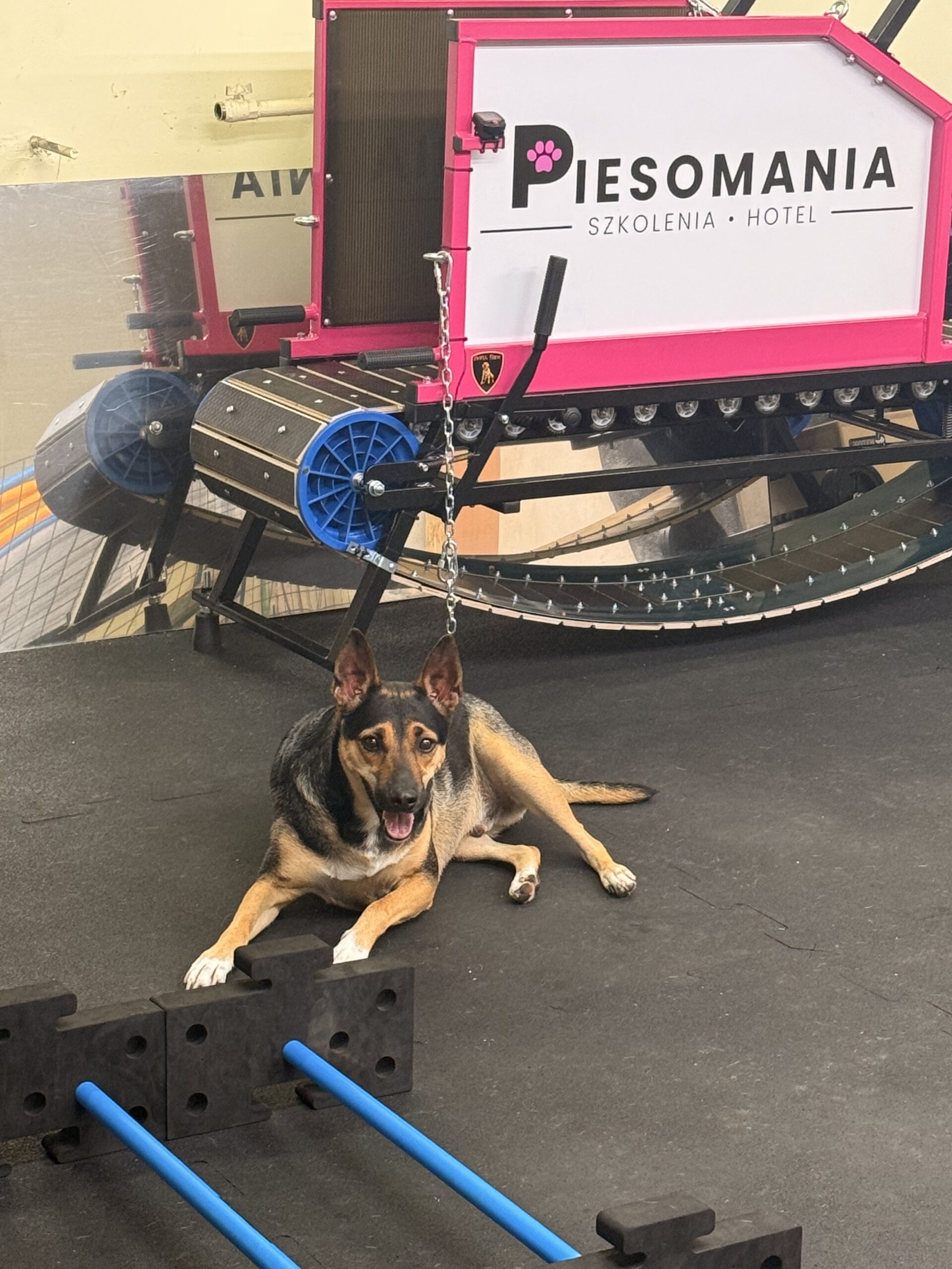 Bogusławice Częstochowa Psi fitness Piesomania